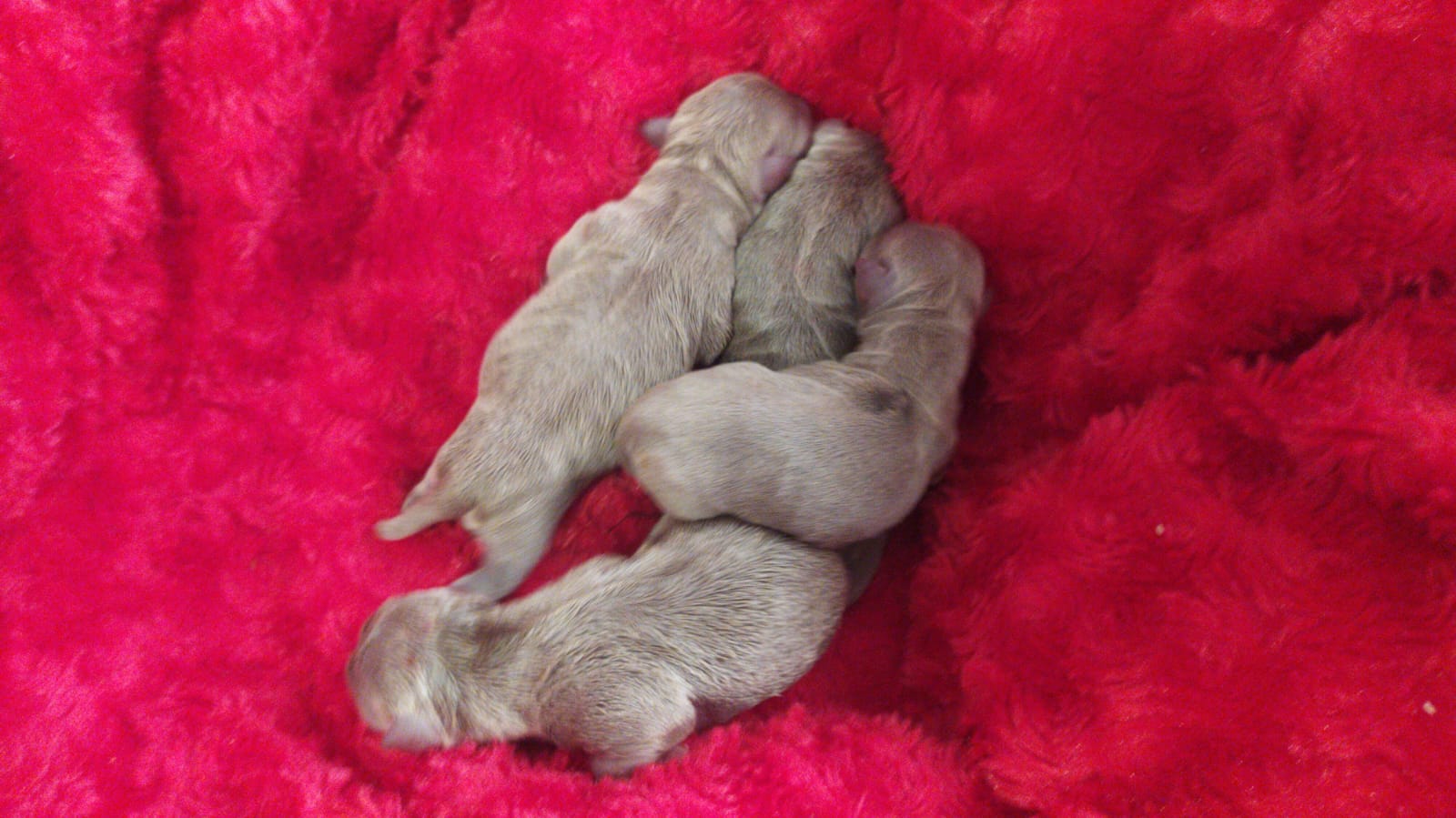 Chihuahua lilac hembra y machos 700€ cada uno as tú reserva 