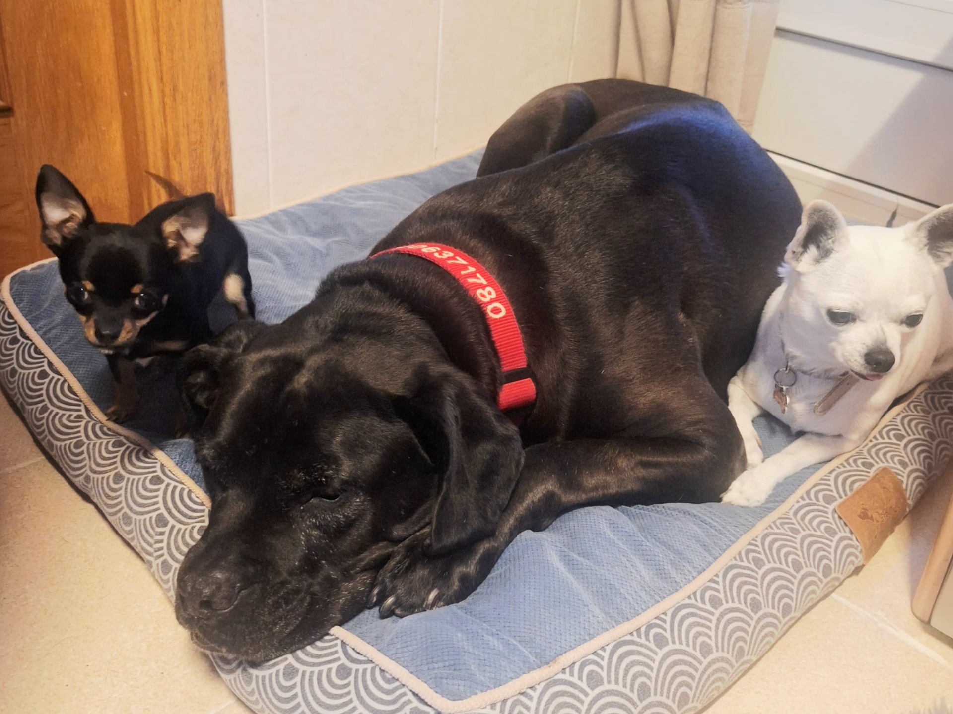 Tras buscar en internet nuestro deseado cachorrito, nos vimos rodeados de fraudes y vendedores sin escrúpulos, hasta que apareció Yolanda la cual desde el minuto uno se esforzó en mostranos todo lo real que hay en ella y sus perritos, así que cuando nos quisimos dar cuenta estábamos a bordo de un tren para recoger a nuestro  chiguagua Vicente, que ya forma parte de nuestra familia, con Troll y Lupe. Gracias Yolanda.