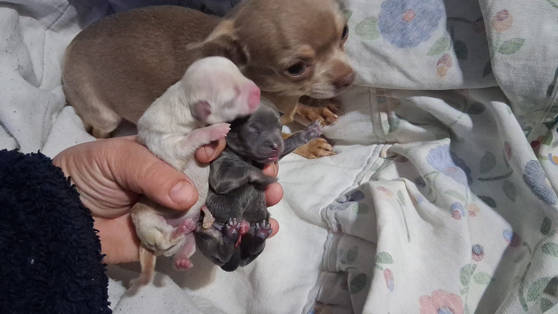 Chihuahua machos 900€ cada uno as tú reserva