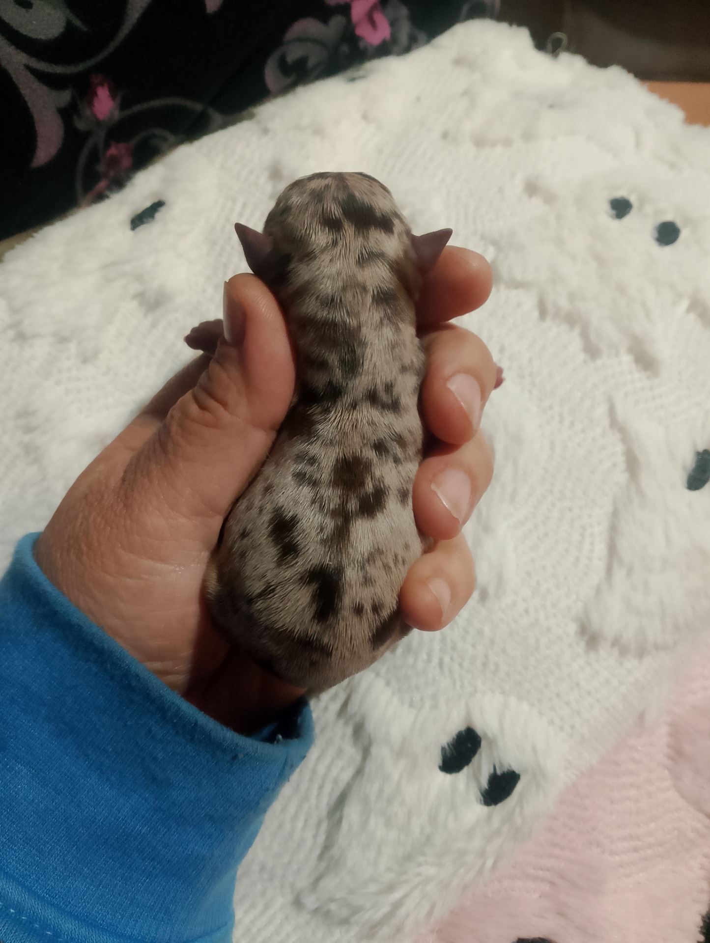 Perrita trimerle chocolate toy 1400€