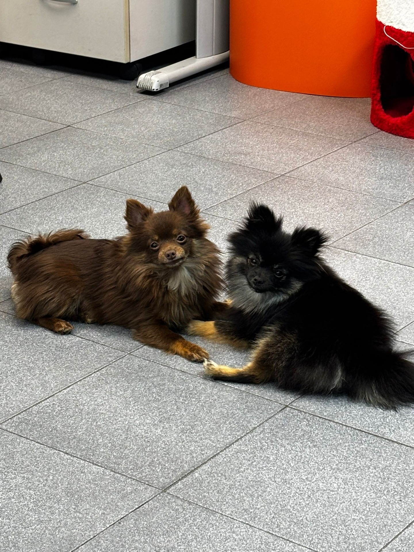 Mis pomchis es comprensible que hoy en día muchas personas se acerquen a los criaderos con cierto recelo, pero nuestra experiencia con Yolanda y su criadero Valhalla ha sido, desde el primer momento, profundamente positiva y tranquilizadora. Yolanda transmite confianza, honestidad y un respeto absoluto por sus animales, algo que se percibe nada más conocerla.  La transparencia es total: muestra el entorno en el que viven los perros, a las madres y la forma en la que se crían, con calma, cuidado y muchísimo cariño. Ese trabajo se nota después en los perros, en su carácter y en su equilibrio.  No es casualidad que hayamos repetido. Nuestro primer perrito llegó con 4 meses y medio y ahora hemos vuelto a confiar en ella con otro de 7 meses. Ambos son increíblemente buenos, sociables y cariñosos, y eso habla por sí solo del mimo, la socialización y el tiempo que hay detrás de cada cachorro.  Además, el trato de Yolanda es cercano y muy humano. Está pendiente antes, durante y después, siempre disponible para resolver dudas y acompañar en todo el proceso, algo que marca una gran diferencia.  Valhalla es un ejemplo de crianza responsable, transparente y hecha con amor. Repetir ha sido una decisión fácil y estamos enormemente agradecidos 🐾✨