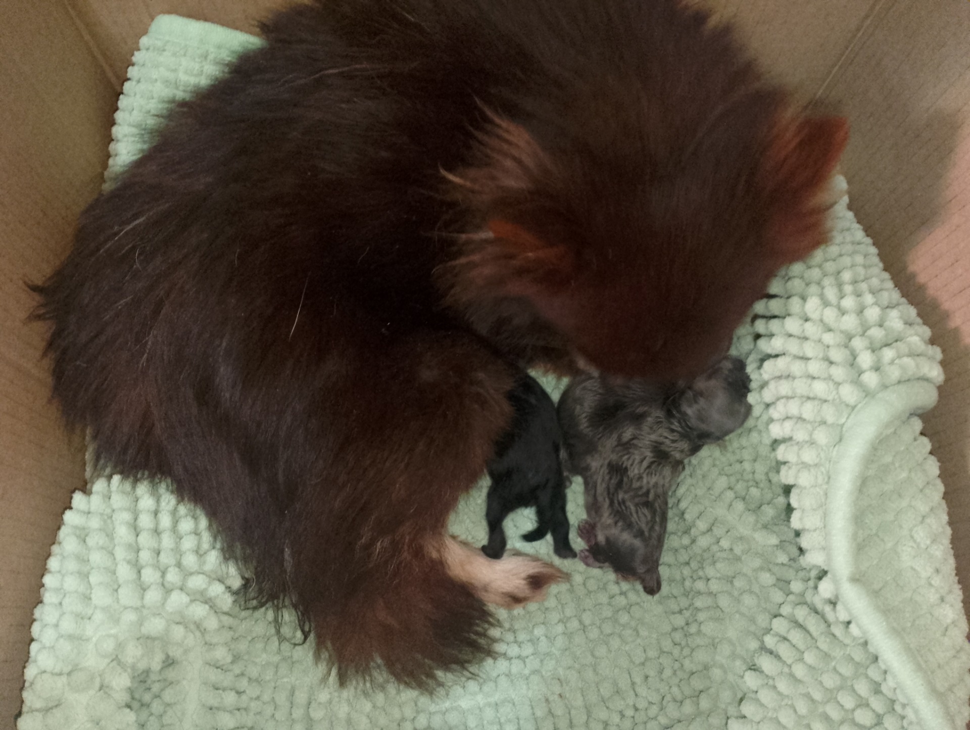 Pomerania azules desde 1300€