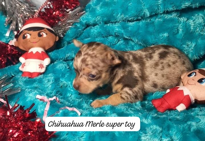 Chihuahua super toy hembra 1400€