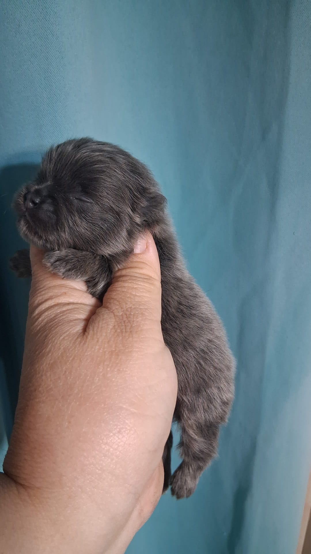 Pomerania enanos azules 1400€