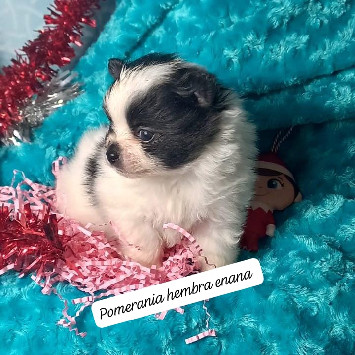Pomerania hembra 950€