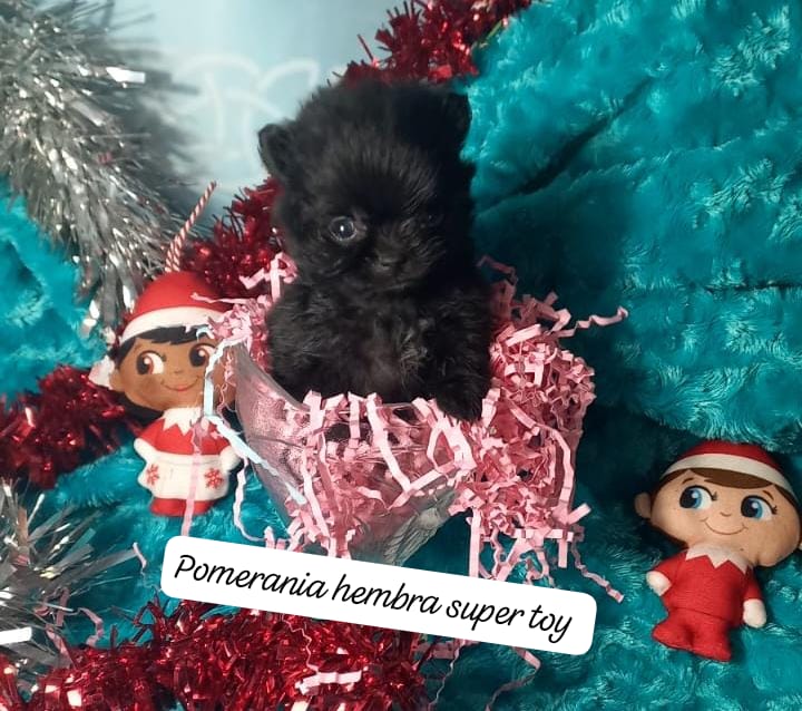 Pomerania hembra super toy 900€