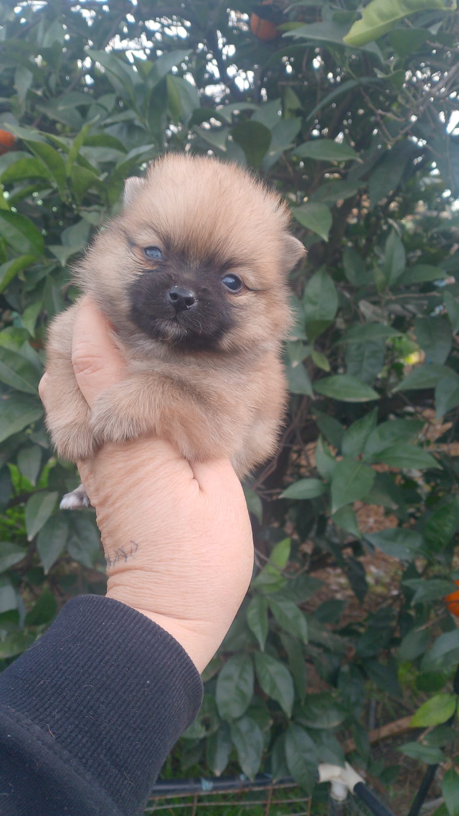 Pomchi macho 440€