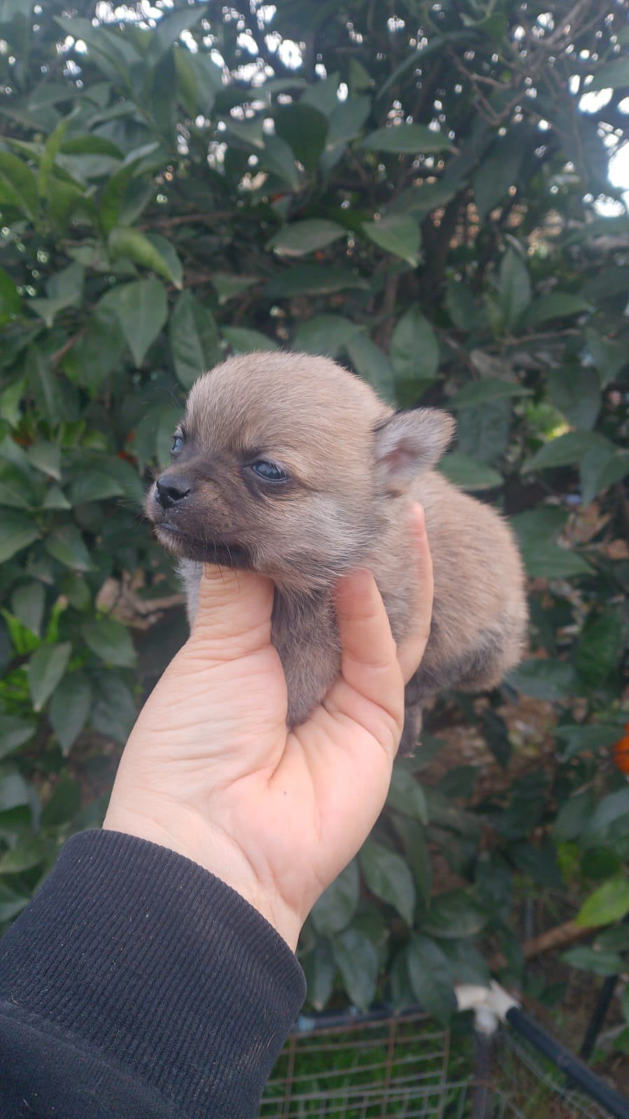 Pomchi macho 480€