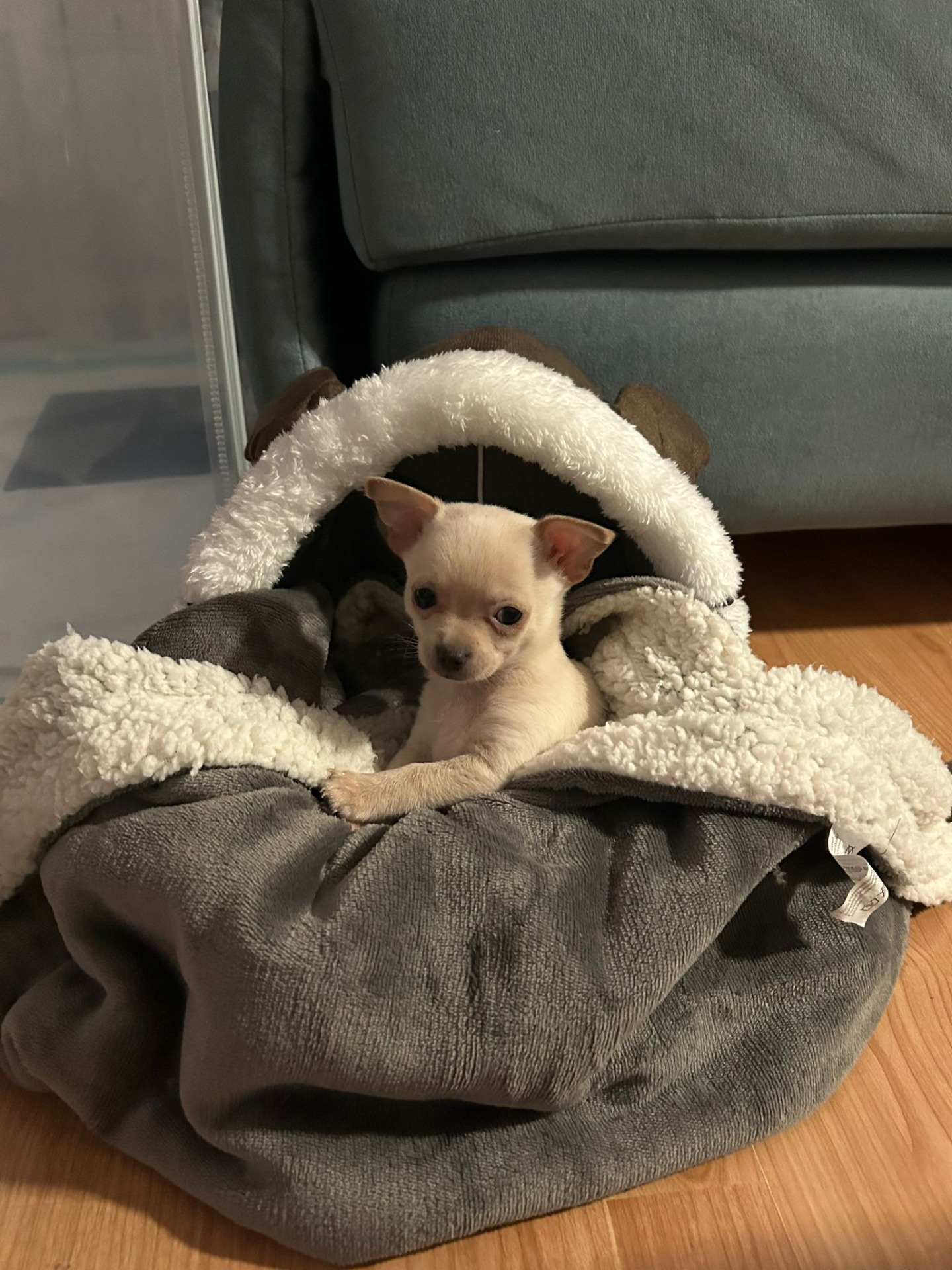 RESEÑA, FAMILIA NUEVA DE PIPO Buenas  a todos, con el miedo de las tan temidas estafas que hay por internet,  me decidí a contactar en esta web  en la que di con Yolanda  una persona  encantadora e implicada en todo momento tanto  en resolver todas nuestras dudas ,y en buscar una buena  familia para pipo.   Viajamos  desde Guadalajara para recogerle y fue muy emocionante porque  hacía 6 meses que perdimos a nuestro  anterior perro y nos recordó  mucho a él  Quería darle las gracias  a  Yolanda una persona  encantadora   desde el primer momento hasta el último.  Seguimos en contacto  para que sigas viendo  la evolución  de Pipo Un besazo  enorme y GRACIAS! de nuevo