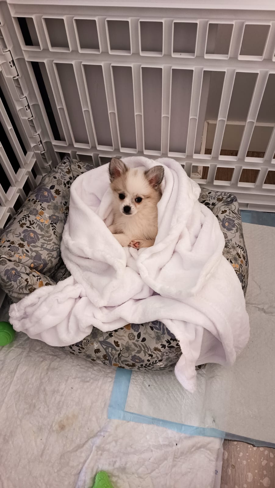 Desde la primera vez que contactamos con el Centro Canino Valahlla para consultar por nuestro precioso pomchi, Yolanda se esforzó enormemente por transmitirnos toda la confianza en su buen hacer como criadora.  Ronny lleva varios días con nosotros en casa y su adaptación ha sido impresionantemente fácil desde el primer momento que entró por la puerta de nuestra casa. Es un cachorro sano y muy sociable. No podemos estar más felices con él.