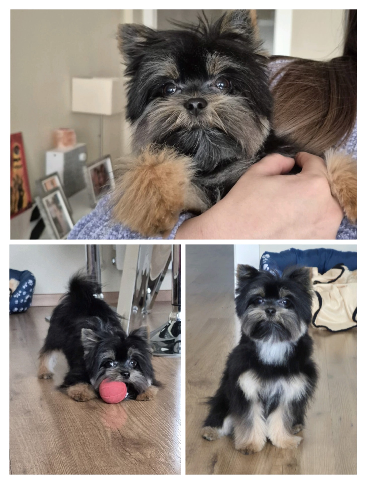 Adoptar a Loki fue una experiencia maravillosa de principio a fin. Yoli me acompañó en todo el proceso con mucha dedicación y cariño, lo que hizo que todo fuera fácil y muy especial. Loki llegó a casa lleno de amor y confianza, y no podríamos estar más felices. ¡Gracias por ayudarnos a encontrar a este compañero tan especial!