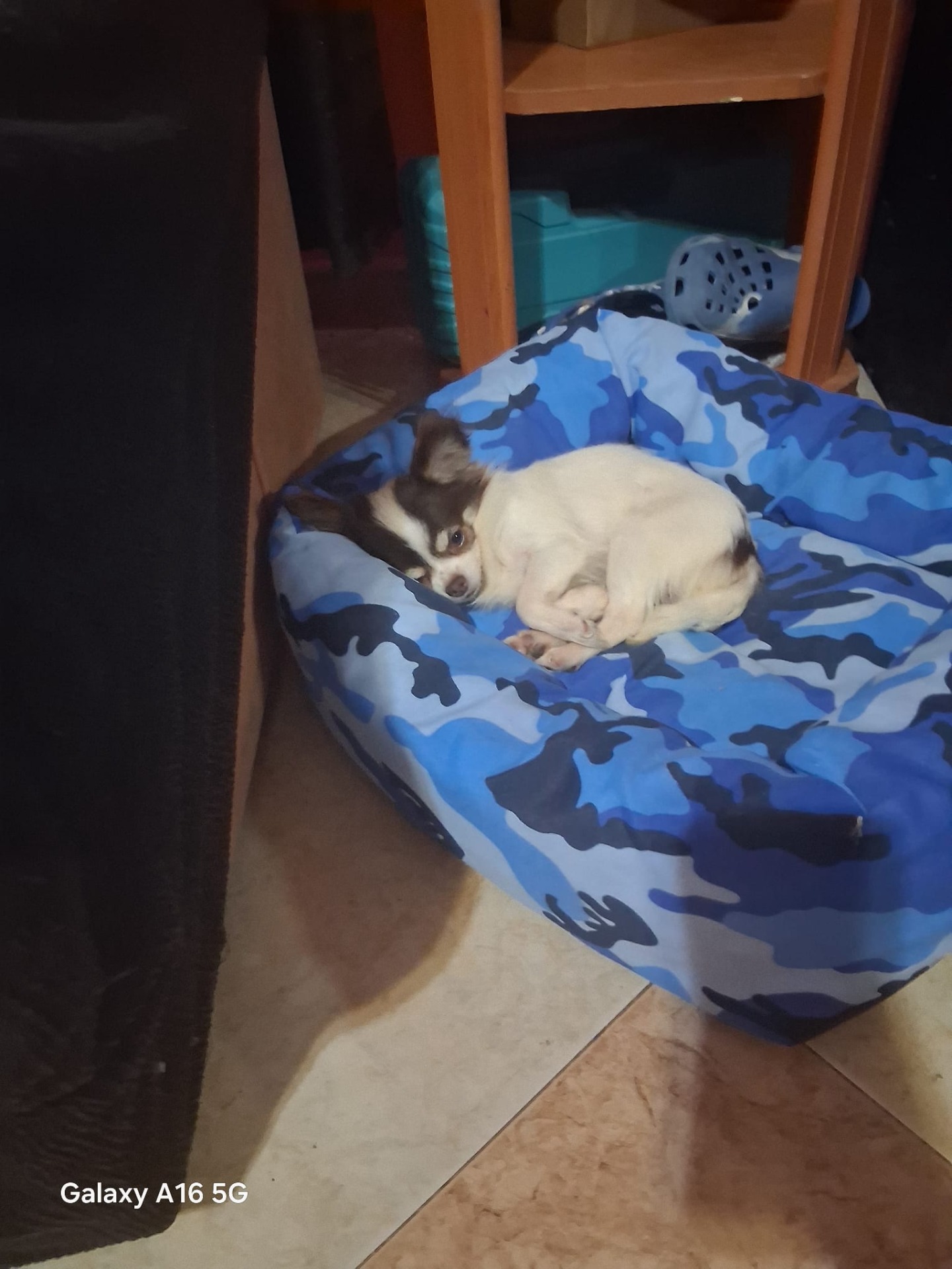 Chihuahua super toy de 3 años sana no para criar solo para compañía cabeza manzana pesa 1,200g precio con IVA 1200€