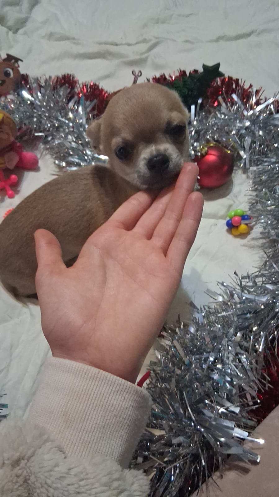 Hembra 7 meses toy no para criar solo compañía sana precio con IVA 1300€