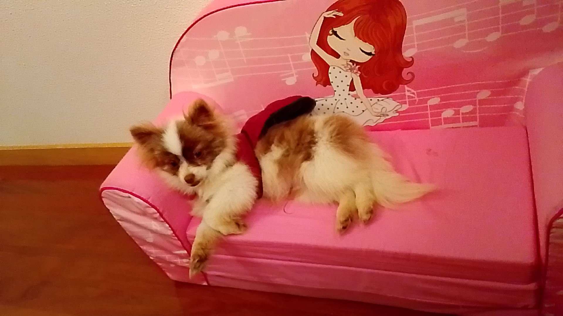 Queremos agradecer de corazón a Yolanda, dueña de la empresa ubicada en Córdoba, por el trato tan maravilloso que recibimos desde el primer contacto. Fue siempre muy amable, sincera y, sobre todo, muy comprensiva con todas nuestras exigencias y preguntas. Se nota claramente su amor y cariño por los animales, algo que para nosotros era fundamental. Mi esposo y yo quedamos muy satisfechos con el servicio prestado y con la atención recibida en todo momento. Y, por supuesto, estamos encantados con el cachorrín tan guapo que hemos traído a casa: Capone, que ya forma parte de nuestra familia. Recomendamos totalmente a Yolanda por su profesionalidad, cercanía y vocación. ¡Gracias por todo!