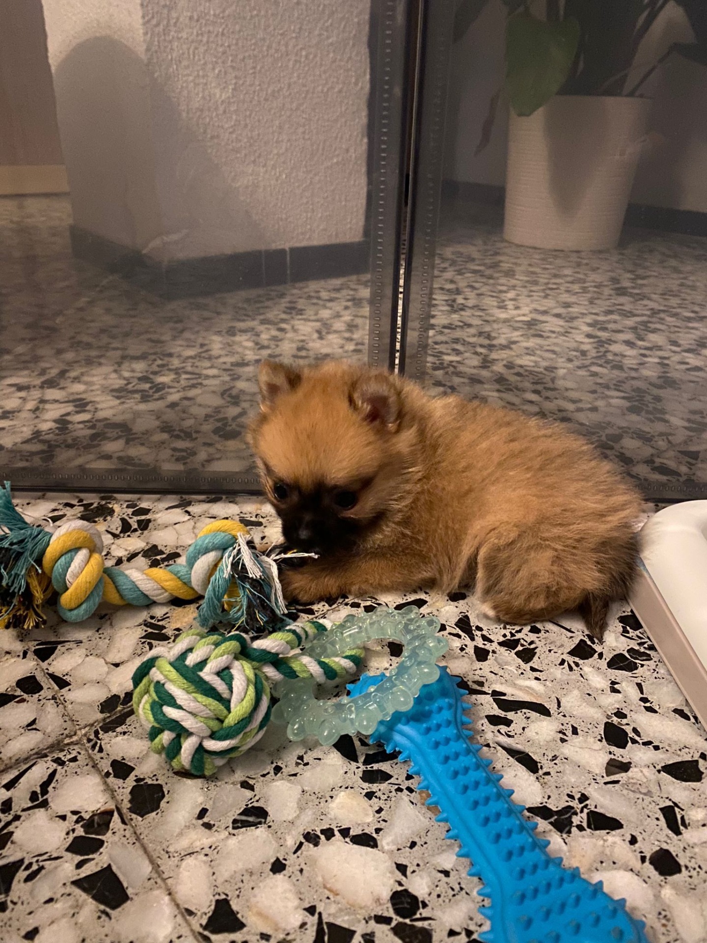 Hemos tenido una experiencia excelente. El trato fue agradable y profesional en todo momento. Recibimos muy buenas indicaciones y consejos sobre los cuidados, la alimentación y el bienestar del cachorro. Sin duda, una criadora responsable y comprometida con la salud y felicidad de sus perros. Muy recomendable☺️