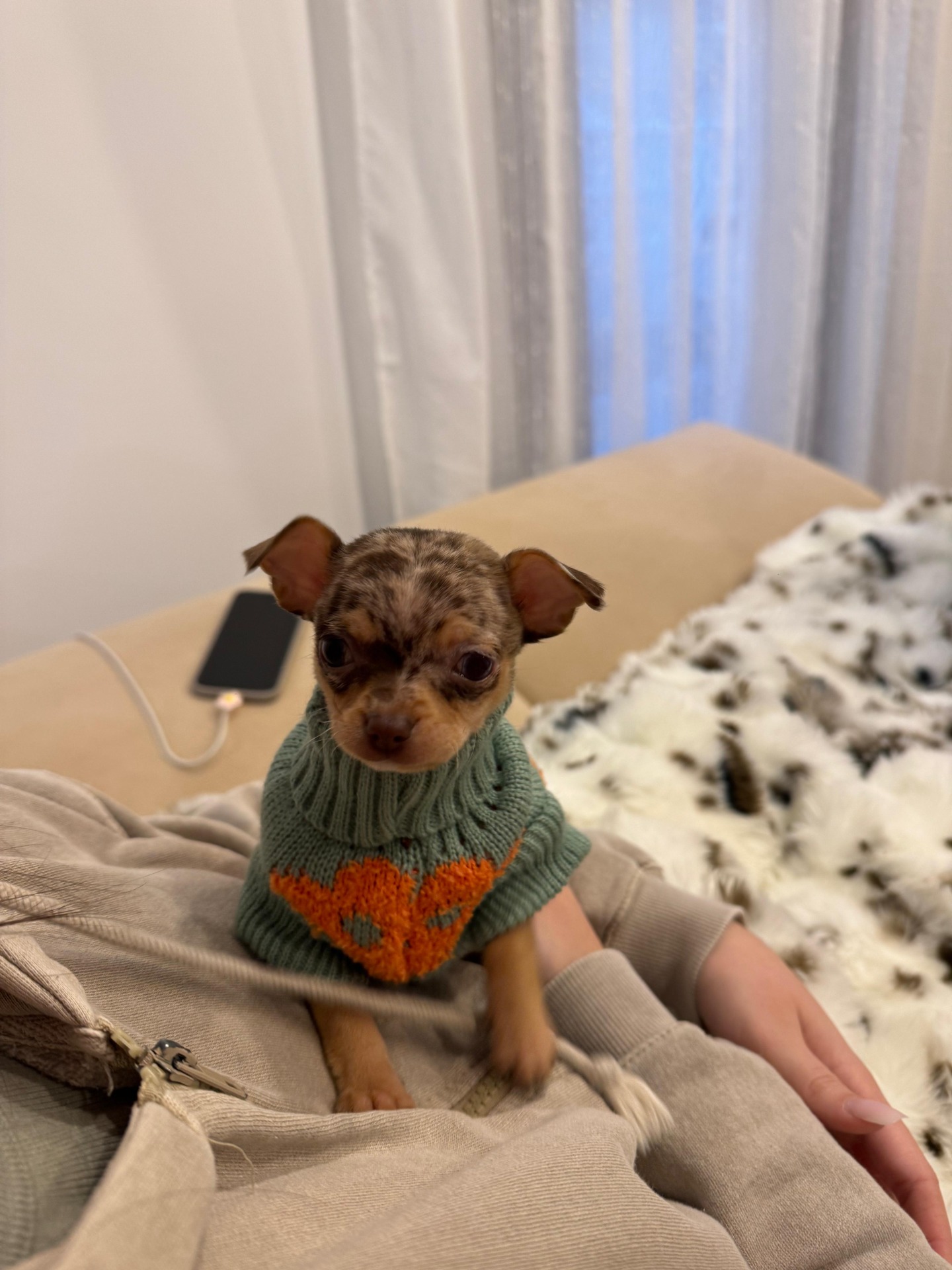 Estamos encantados con nuestra experiencia con Yolanda. Desde el primer contacto fue súper amable, profesional y atenta. La perrita está en perfectas condiciones, sana, bien cuidada y con un carácter precioso, lo que demuestra el cariño y la dedicación con la que cría. Además, Yolanda está dispuesta a resolver todas nuestras dudas y acompañarnos en todo el proceso, incluso después de la entrega. Sin duda, una criadora responsable y de total confianza. La recomiendo al 100%. ¡Gracias por traer a mi vida a este pedacito de amor! 🐶❤️