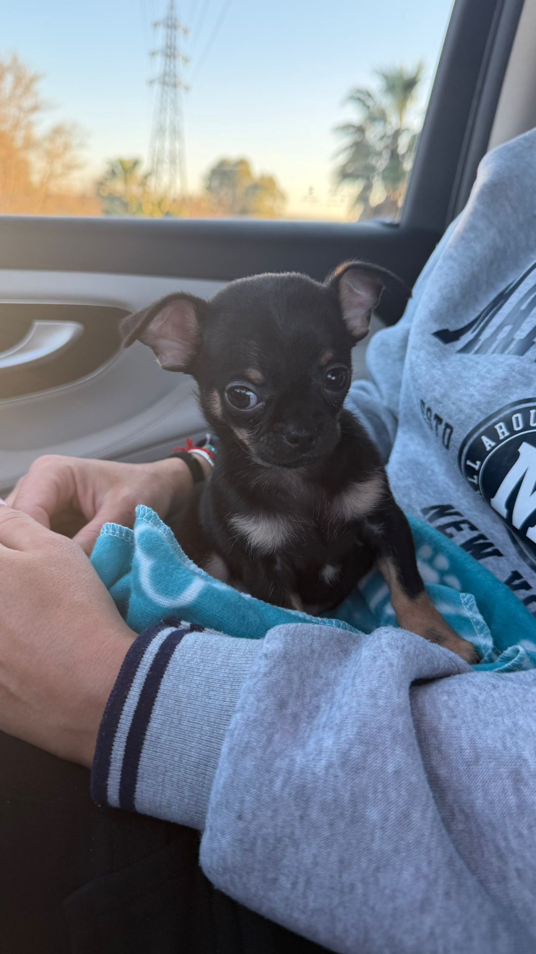 No podíamos haber elegido mejor sitio para elegir a mi pequeño es un criadero familiar atención personal 100x100 y Yolanda súper atenta el perrito es una preciosidad y está súper cuidado y encima el mejor precio del mercado  Gracias por todo valhalla animal !!!!