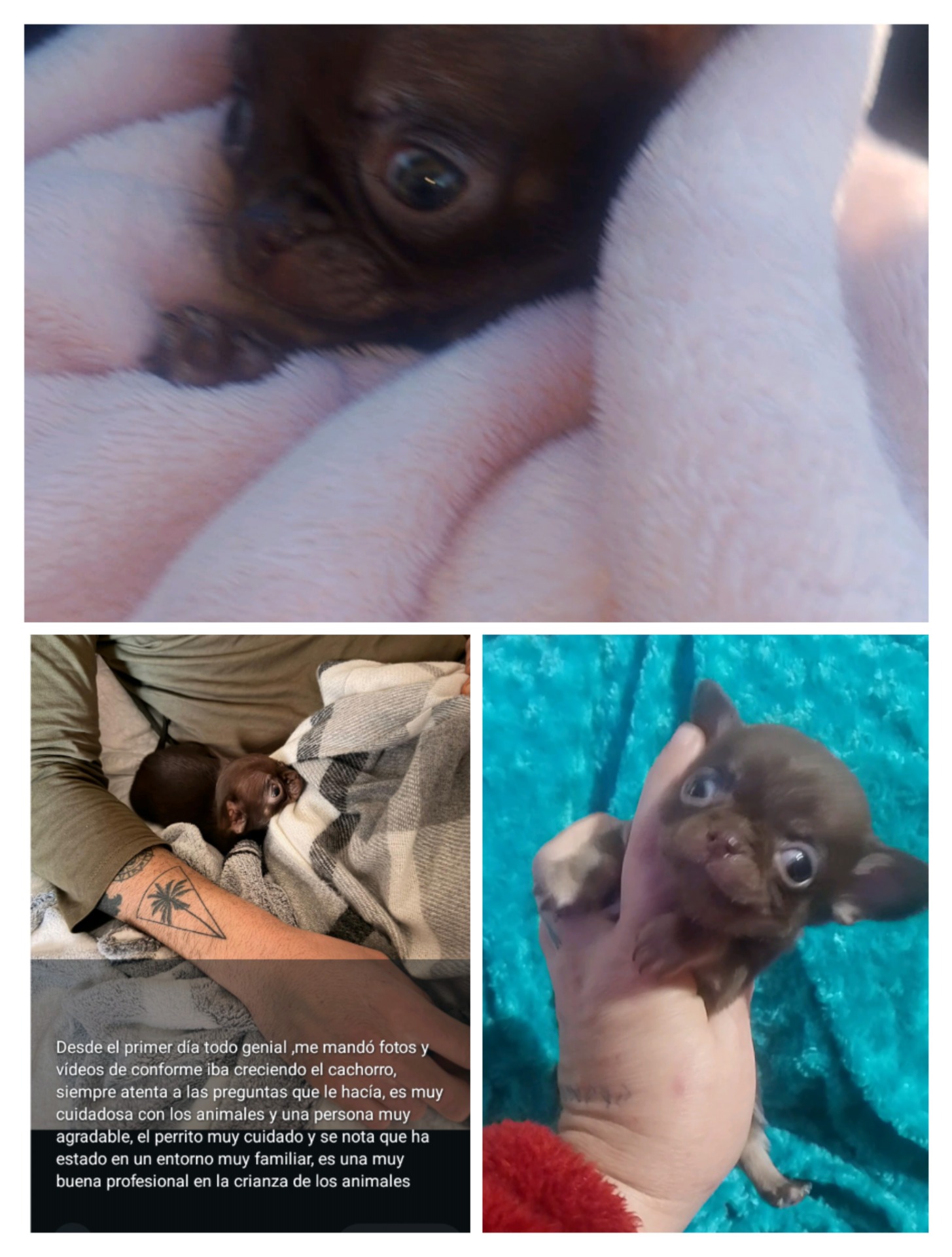 Desde el primer día todo genial ,me mandó fotos y vídeos de conforme iba creciendo el cachorro, siempre atenta a las preguntas que le hacía, es muy cuidadosa con los animales y una persona muy agradable, el perrito muy cuidado y se nota que ha estado en un entorno muy familiar, es una muy buena profesional en la crianza de los animales