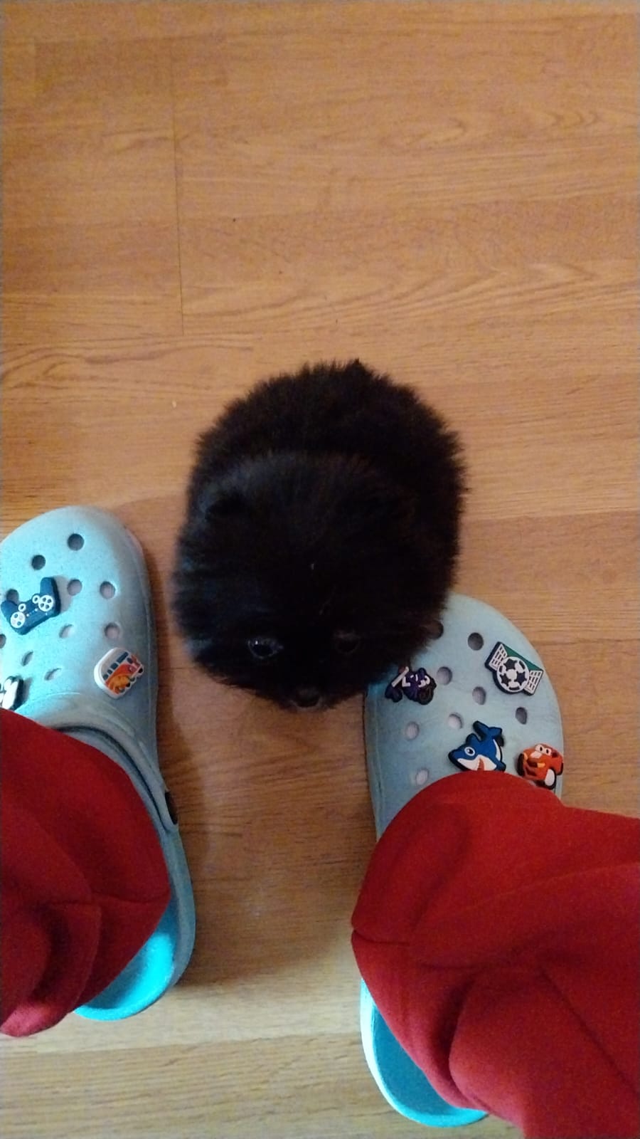 Ha sido una experiencia maravillosa desde el minuto 1. No puede haber más amor en criar a éstos pequeñajos, recomiendo Valhalla 100x100. Desde el principio, todo súper explicado,con fotos,videos y consejos para el peque y ahora que está en casa es un perro espectacular, más chiquitito,precioso y cariñoso no puede ser...y es gracias a ese amor que les dais.  Mil gracias Yolanda por todos los consejos y detalles,sois magníficos.💜