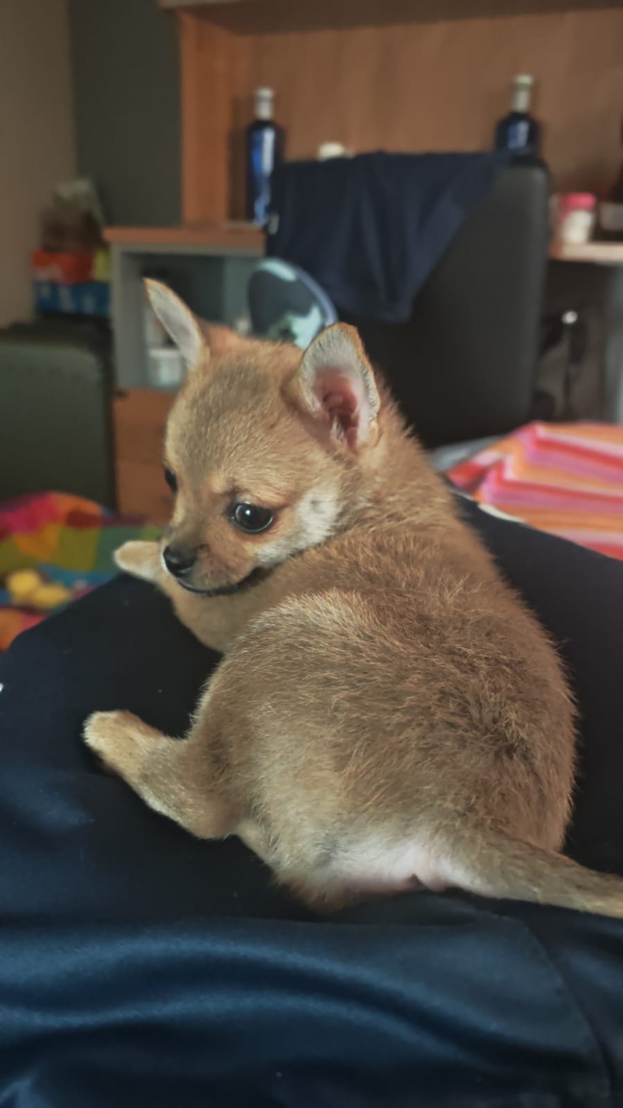 [23/2, 17:27] Mila Pomchi Macho Sable: Todo perfecto... desde que nos pusimos en contacto con ellos, hasta la entrega sin ningún problema. Yolanda es una persona genial y muy amable..Gracias por todo. Encantadas con nuestro peluche🥰🥰🥰
