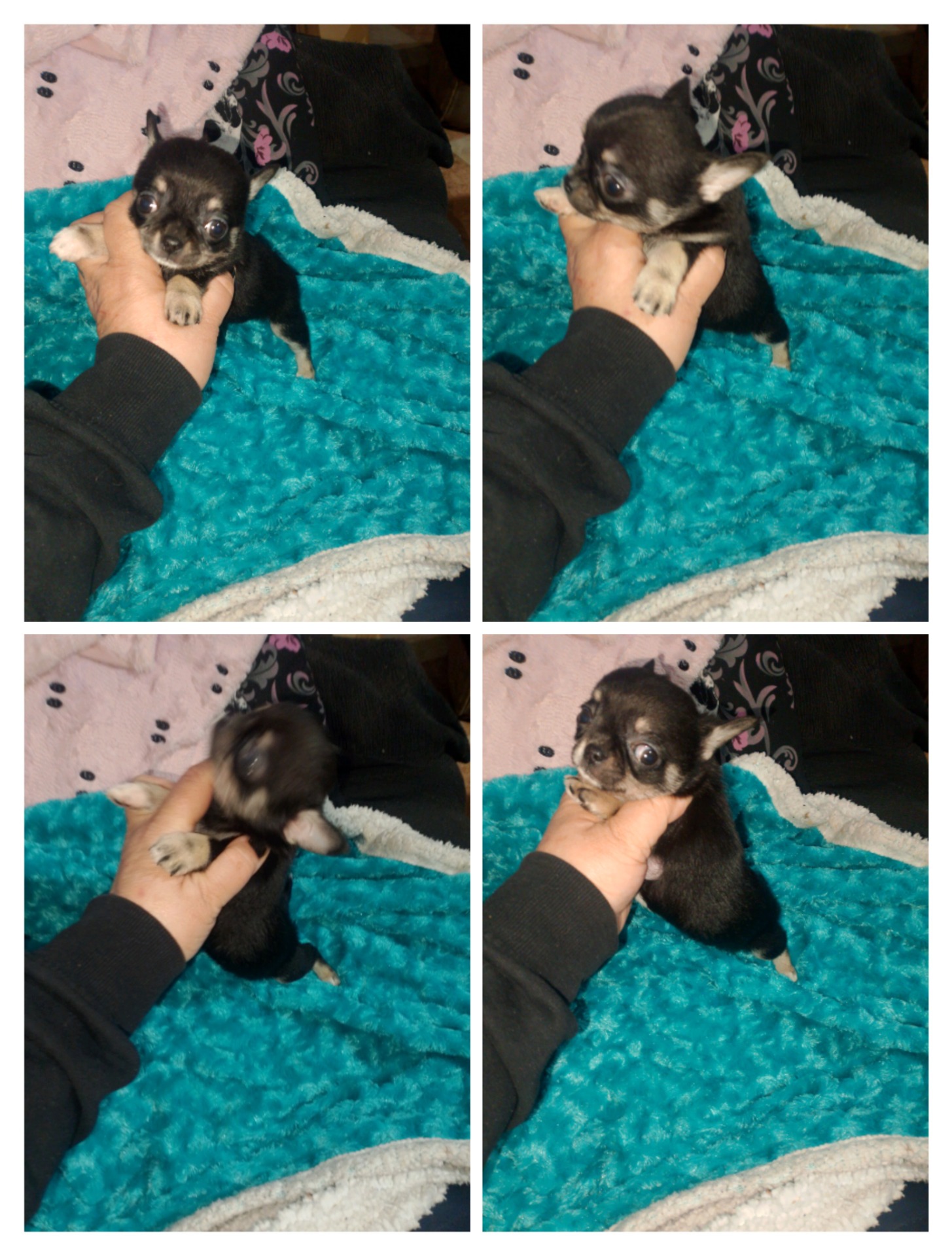 Hembra enana negra tricolor 950€