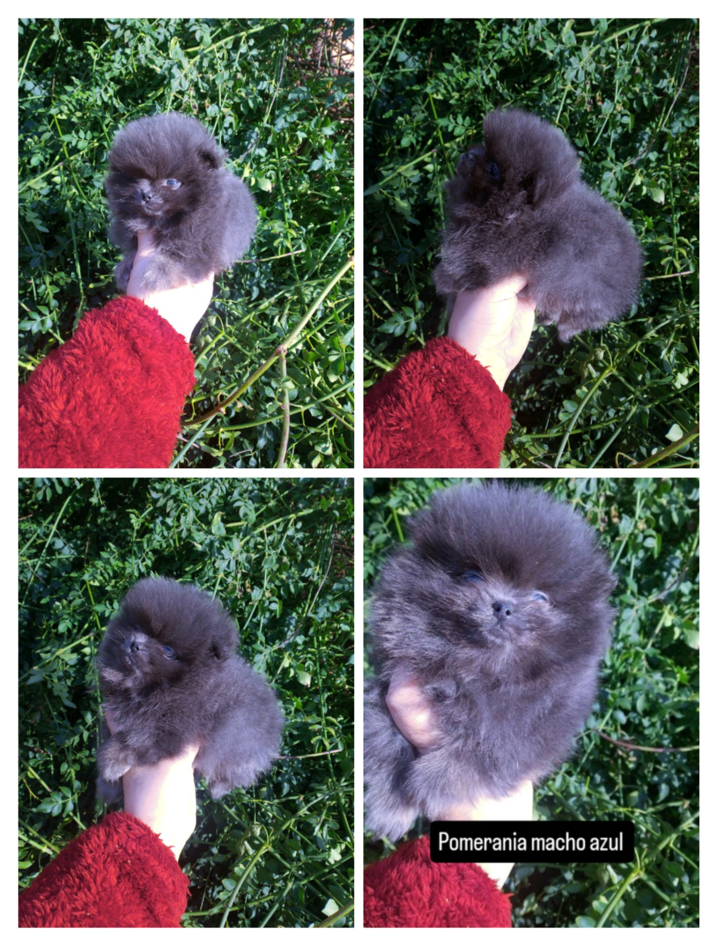 Pomerania enanos azules 1300€ mas IVA 