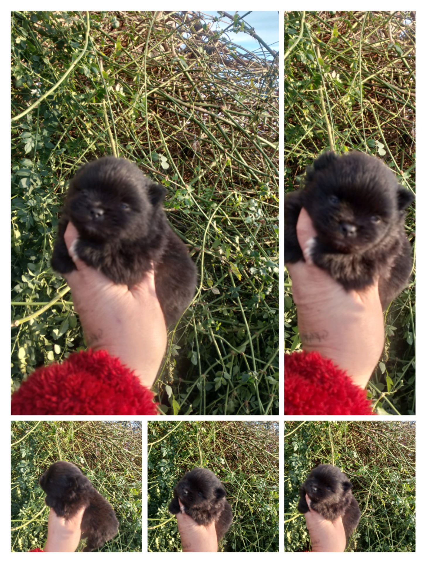 Ponmerania negro en 800€  