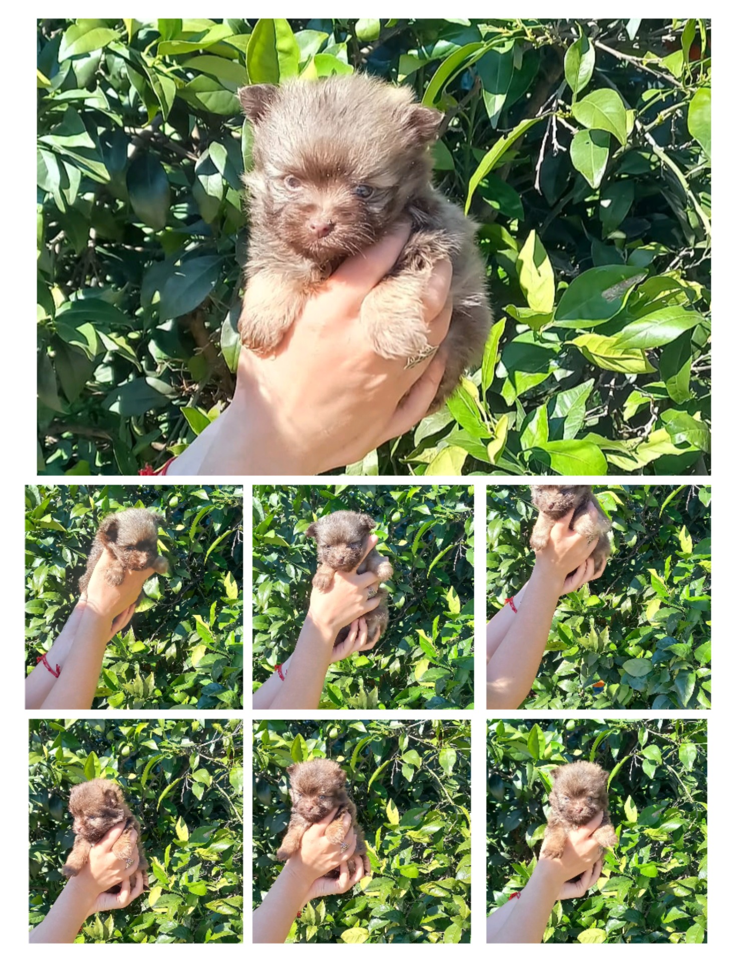 Maltipom machos chocolate intenso 700€ más  IVA 