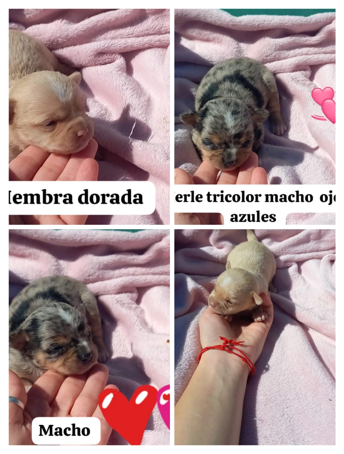 Chihuahua Merle , chocolate y crema desde 900€ más IVA a 1200€ más IVA  los Merle 
