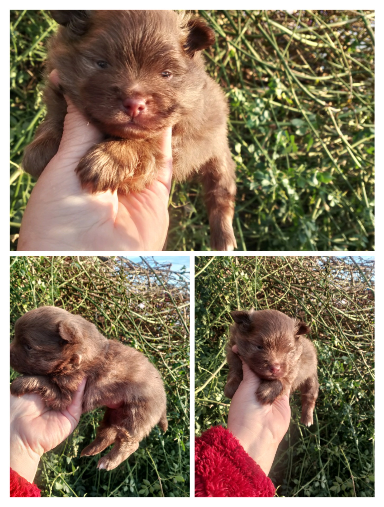 Pomchi chocolate macho 600€