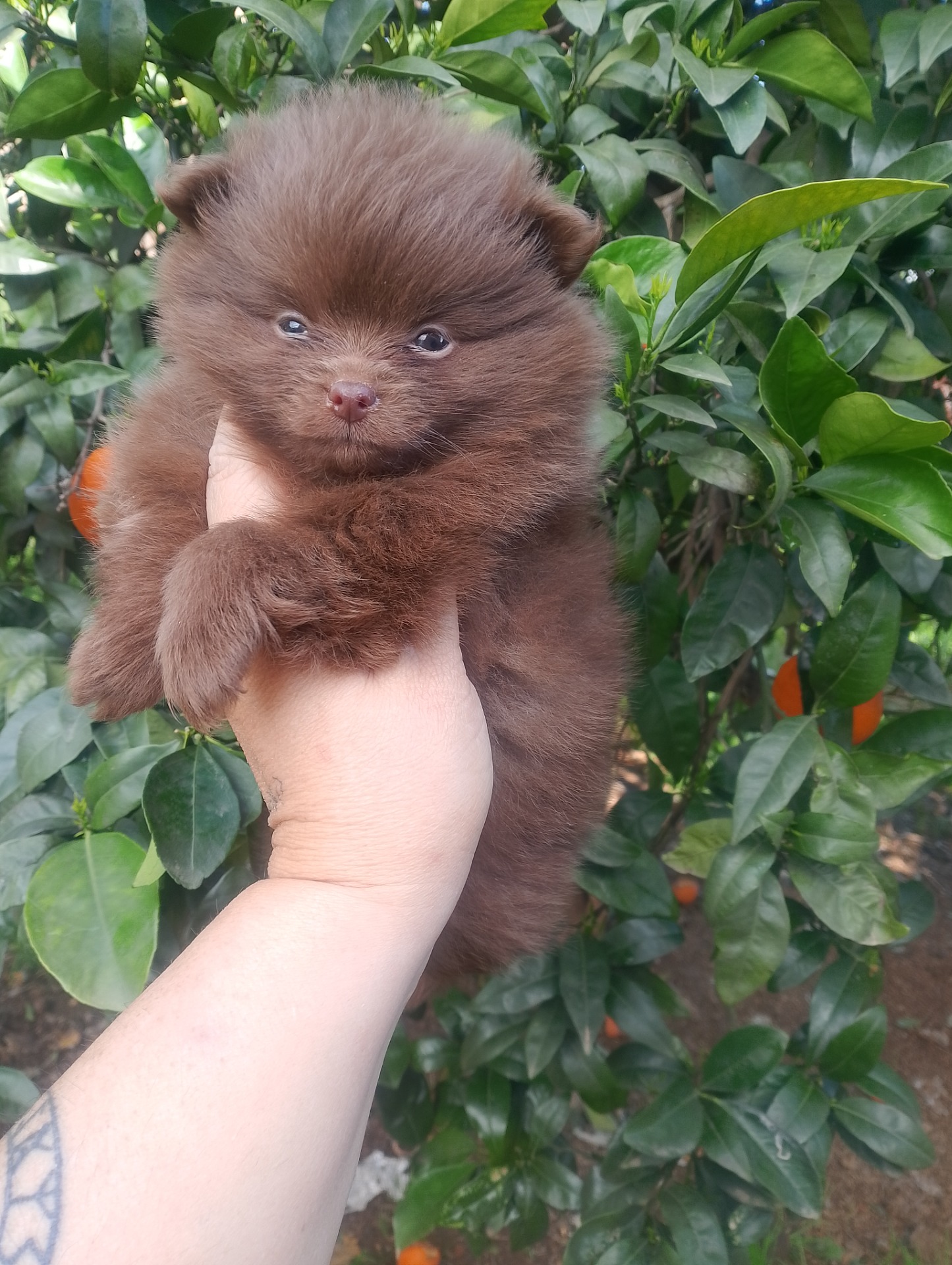 Pomerania con pomchi 95%pomerania hembra chocolate 800€ con IVA reservado 