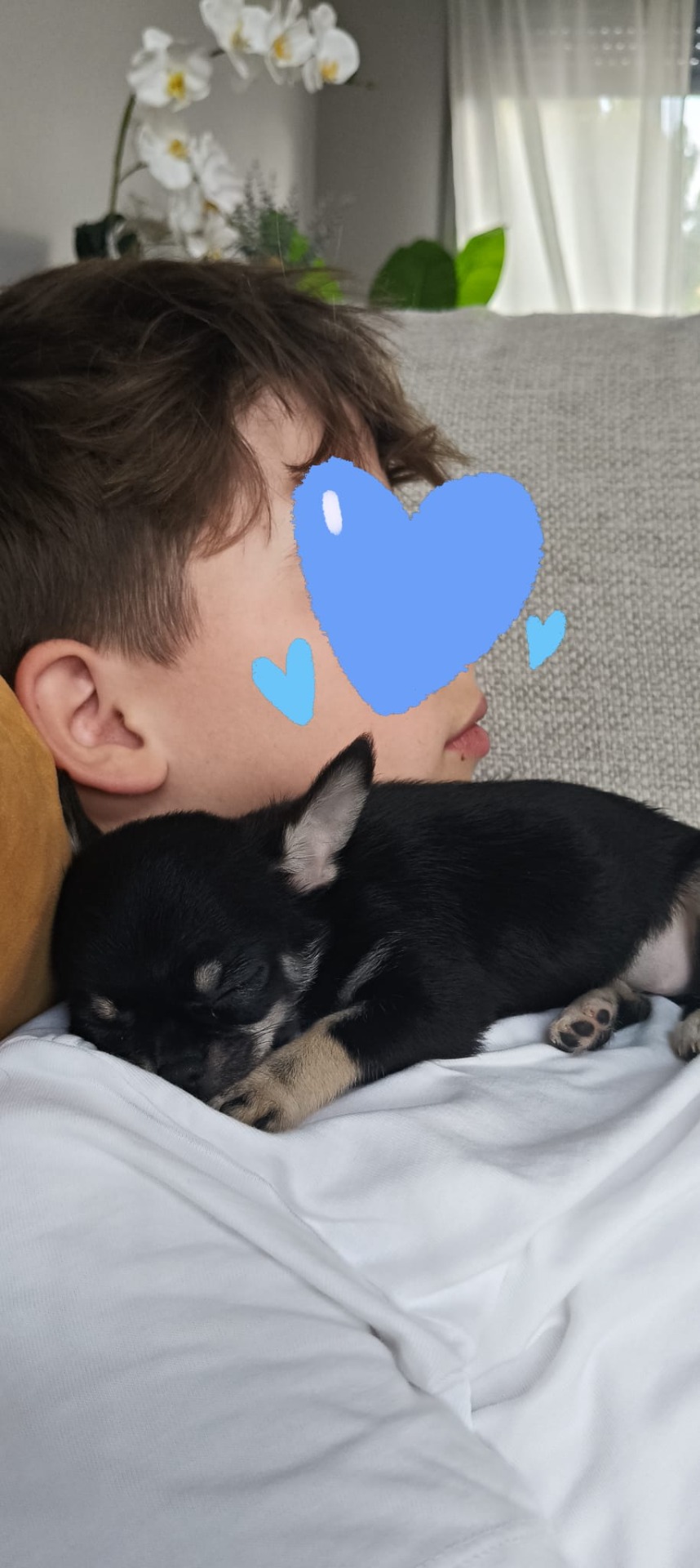 No olvidaré nunca el día que vi el anuncio de una pequeña chihuahua que cambiaría nuestras vidas. Desde ese momento me puse en contacto con Yolanda y, desde el primer minuto, la comunicación fue cercana, transparente y llena de confianza.  Yolanda nos asesoró en todo momento, resolviendo cada duda con paciencia y sinceridad. Nunca hubo sorpresas ni engaños, algo que para nosotros era muy importante, ya que anteriormente habíamos tenido una mala experiencia intentando comprar un perrito y casi nos estafan.  Con Yolanda todo fue claro, legal y lleno de cariño hacia los animales. Se nota que detrás hay una familia que hace las cosas con el corazón y que está siempre dispuesta a ayudarte incluso después de llevarte a tu pequeño a casa.  En nuestro caso, Pepa ha llegado a nuestras vidas en un momento muy especial. Tenemos un hijo enfermo del corazón y esta pequeña ha traído una alegría y una luz que no podemos explicar con palabras. Y todo eso ha sido posible gracias a Yolanda.  Si en algún momento tenéis dudas sobre dónde encontrar a vuestro compañero de vida, no dudéis en confiar en ellos. Son 100% recomendables y estoy segura de que, como nosotros, nunca os arrepentiréis de formar parte de su gran familia.  Gracias de corazón, Yolanda, por Pepa. 🐾💛