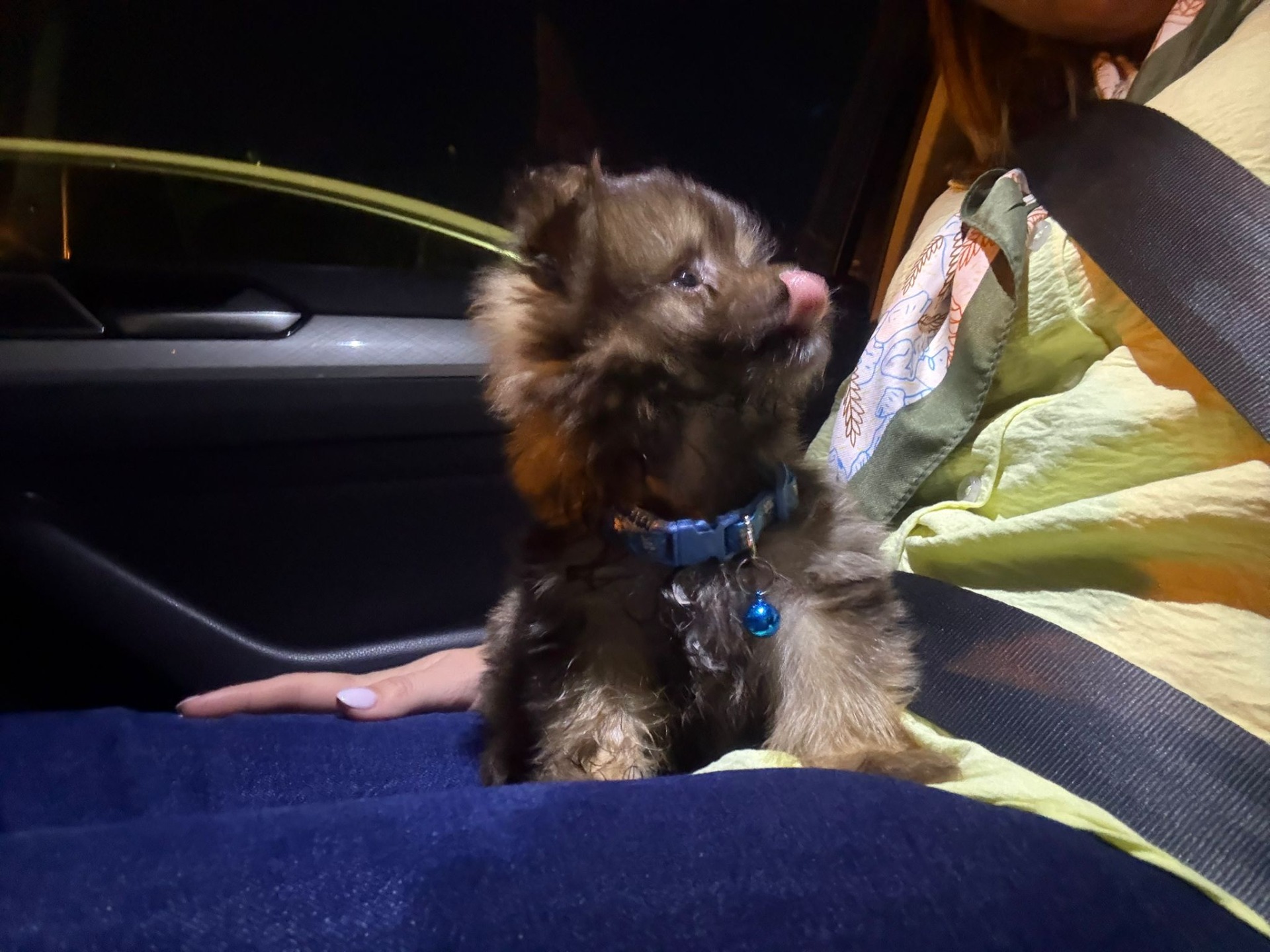 Tobby ya está en casa y estamos encantados. Se han portado súper bien con nosotros y ayudado y enviado vídeos constantemente. Desde el primer momento nos han transmitido mucha confianza y cercanía. Tobby es precioso, se nota que ha estado bien cuidado y ha llegado en perfectas condiciones. Han sido muy atentos durante todo el proceso y siempre disponibles para resolver cualquier duda. Estamos muy agradecidos y, sin duda, ha sido una experiencia muy buena Gracias por todo