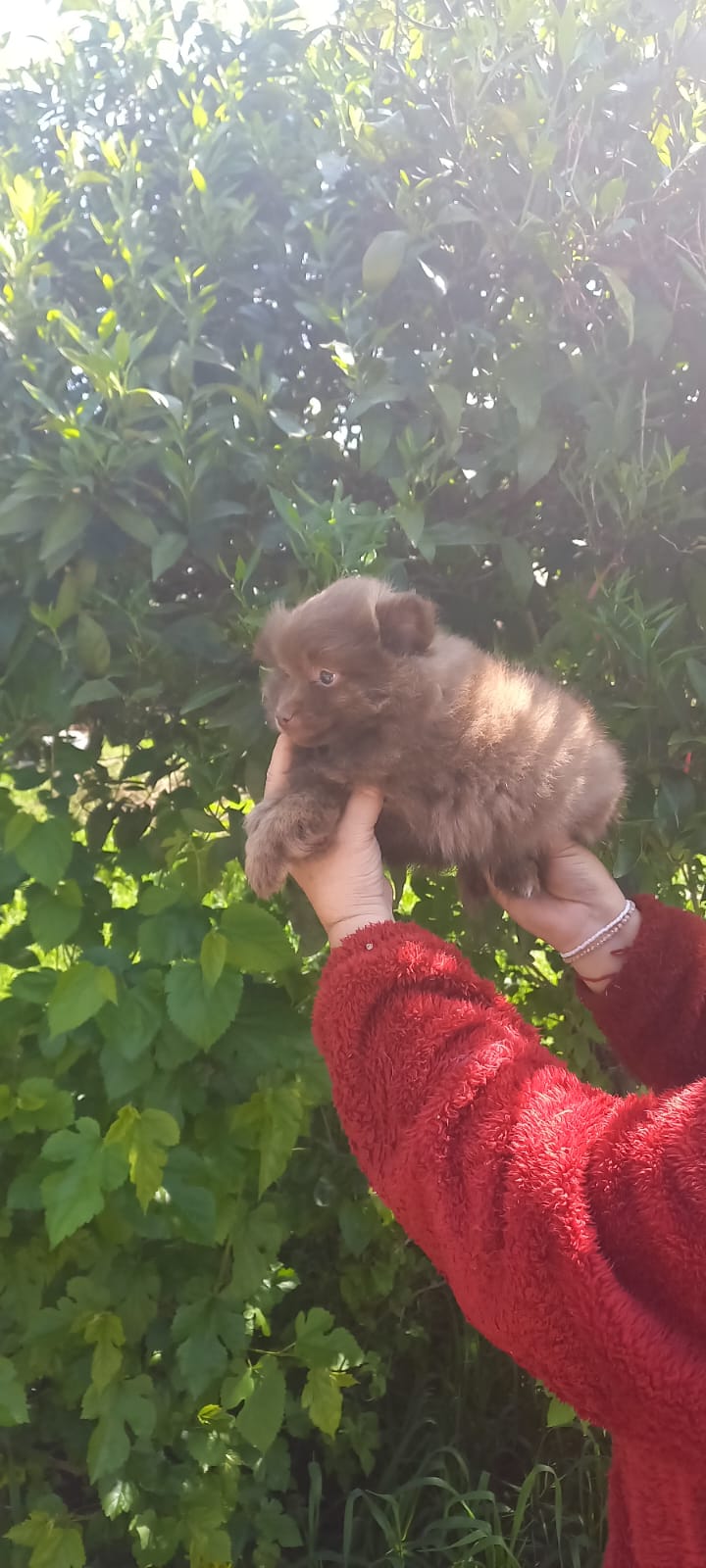 Pomchi chocolate macho 450e más IVA 