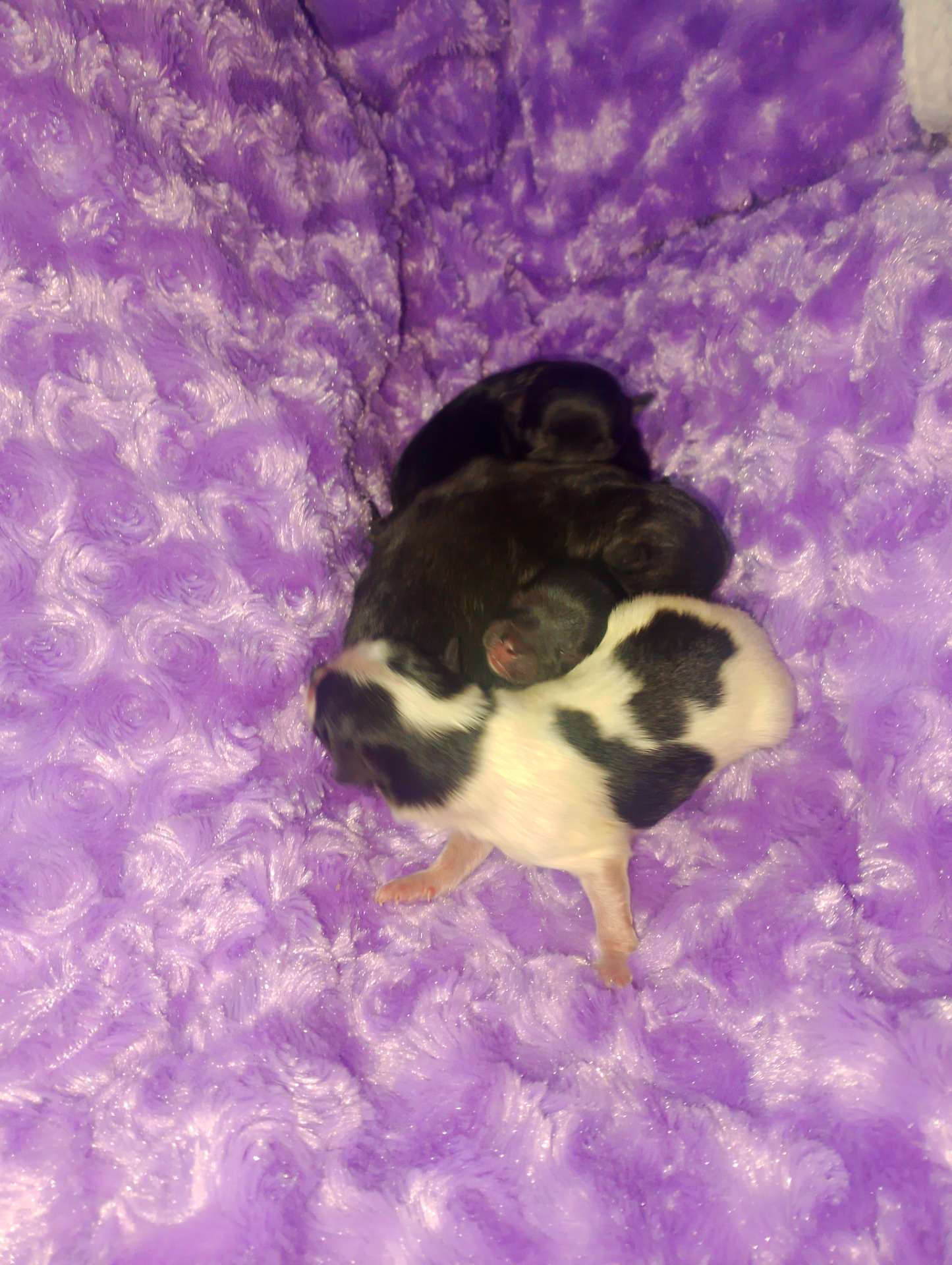 Pomerania toy desde 900€ hembras todas .más IVA 