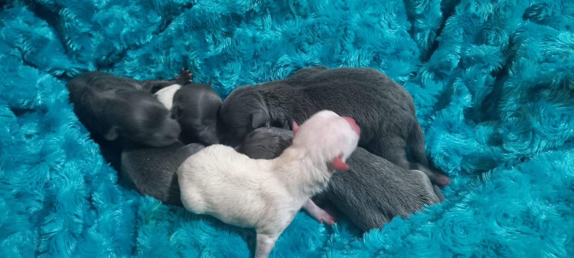 Pomchi hembras y machos 500macho 600€ hembra 