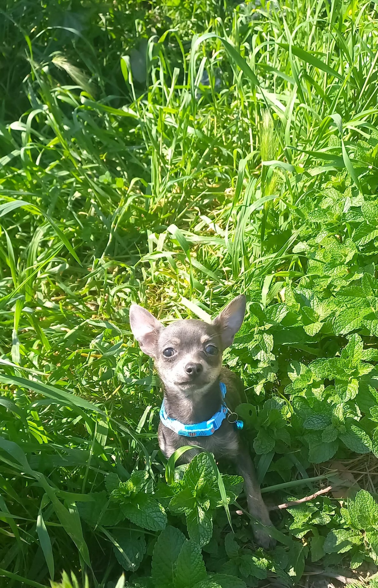 Chihuahua azul tang toy 650€ macho más IVA 