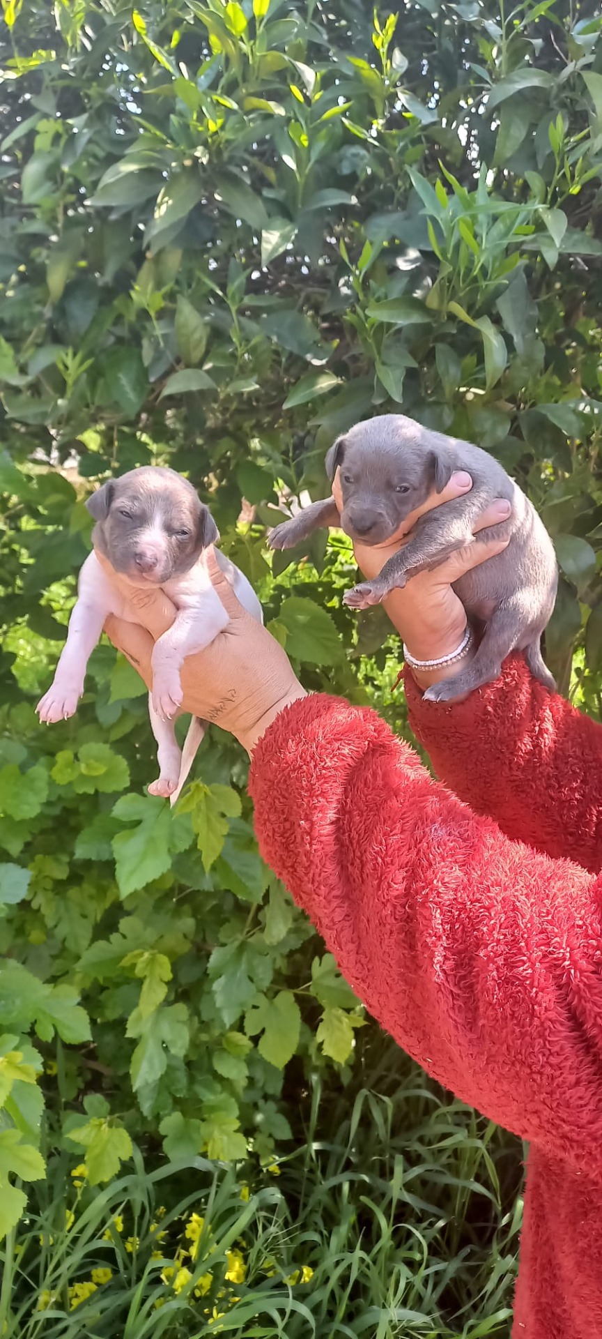 Whipper macho y hembra 500€ más IVA 