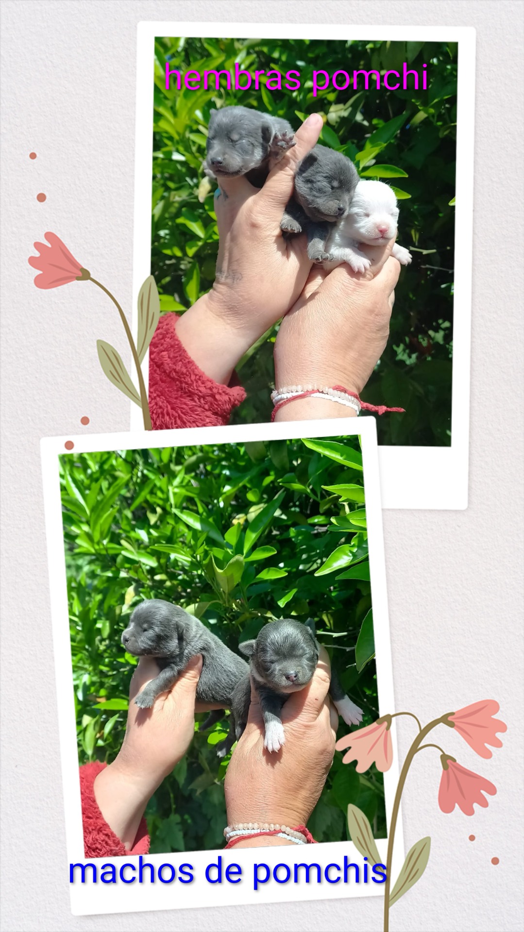 Pomchis machos y hembras desde 500€ macho hembra 600€ más IVA 