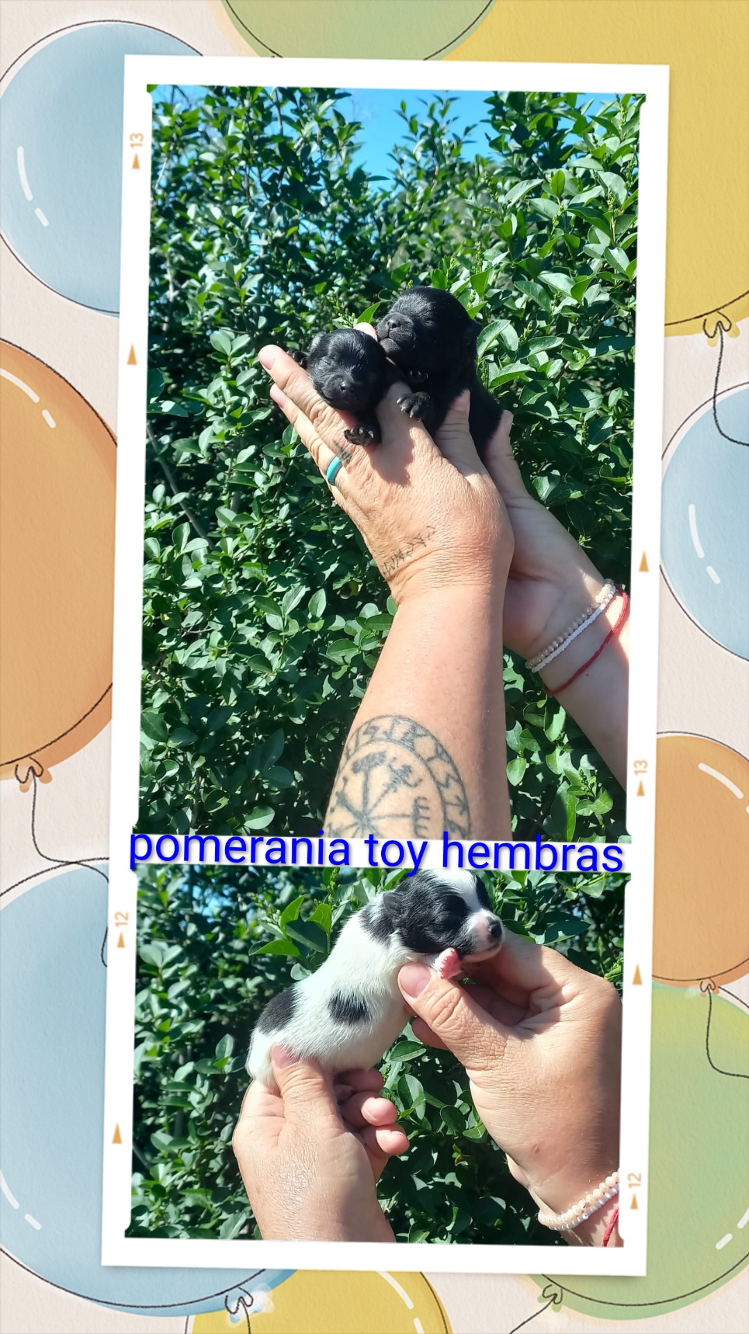 Pomerania hembras desde 950€ según color y tamaño 