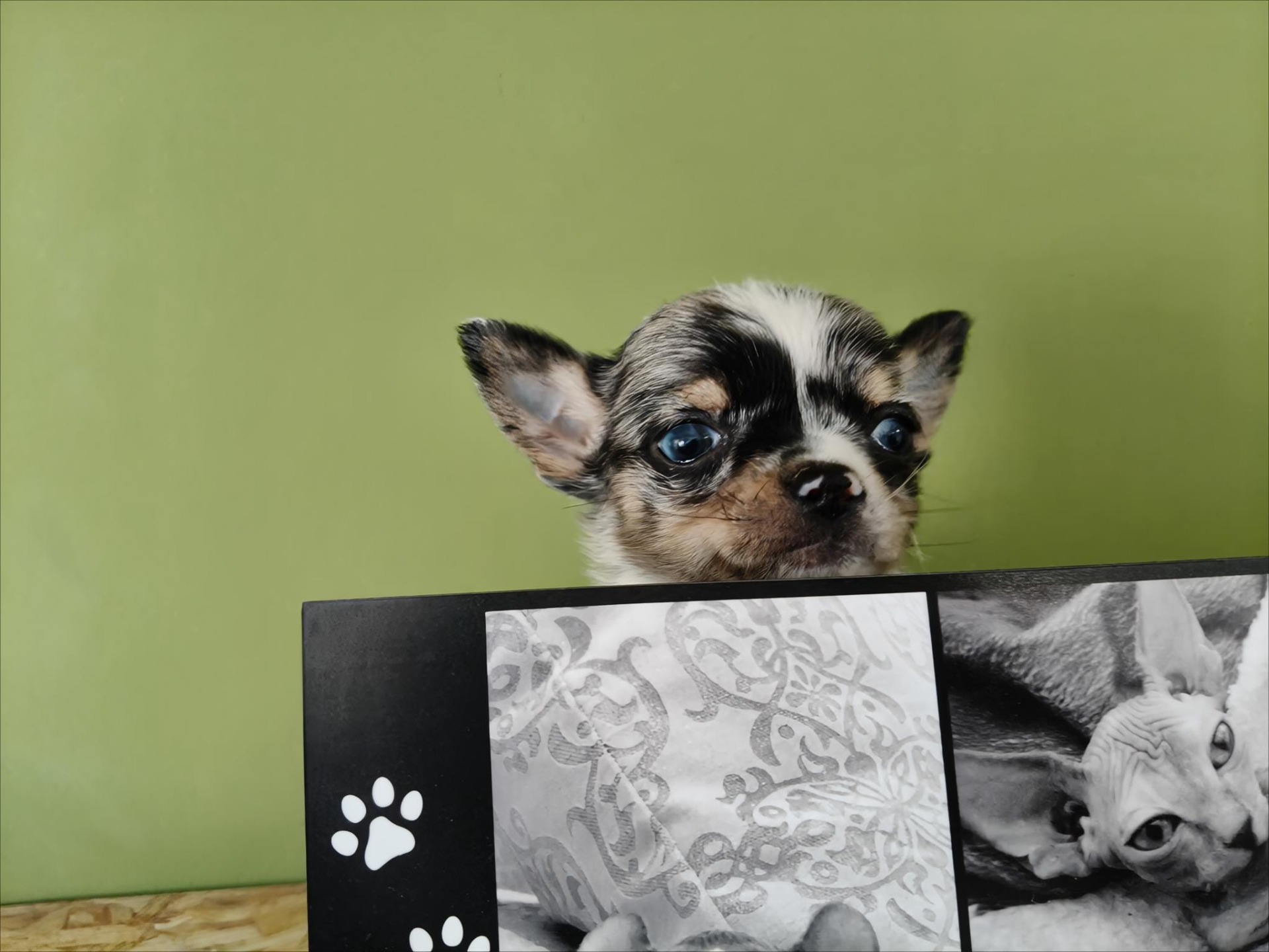 Chihuahua Merle azul ojos Azules una pasada 1500€