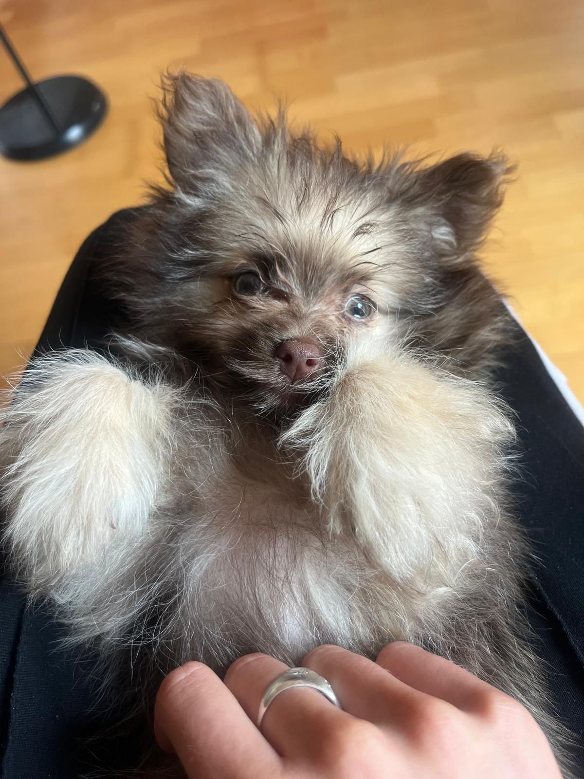 12/04/26 Tuve la mejor experiencia con Yolanda. Me unió con mi pequeño Maltipom de la manera más perfecta. Desde el principio fue muy comunicativa, amable y me ayudó muchísimo, especialmente siendo yo una dueña primeriza. Mi cachorro es muy feliz, confiado y equilibrado, lo que demuestra lo bien que fue cuidado antes de llegar conmigo. Me dio mucha tranquilidad saber que estuvo en tan buenas manos y rodeado de cariño. Muchísimas gracias por esta experiencia tan bonita 🤍🐶✨