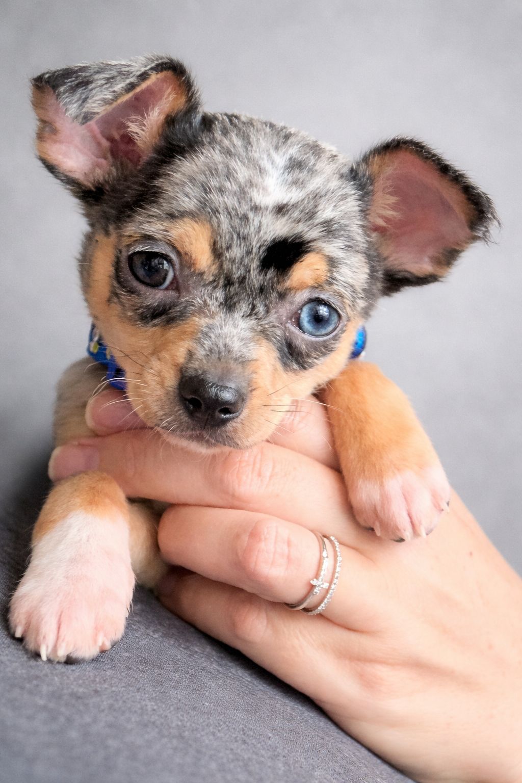 12/04/26.Me gustaría dejar aquí mi opinión sobre Yolanda y el criadero Valhallaanimal por toda la atención y el cariño durante el proceso de adquisición de mi cachorrito.  Soy brasileña y, sinceramente, tengo mucho miedo de caer en estafas por internet. Desde el inicio, Yolanda fue extremadamente transparente: me explicó todo el procedimiento, compartió el Instagram del criadero y me envió videos de los cachorritos, lo que me dio mucha confianza.  Cuando decidí seguir adelante con la compra, hice el depósito de la reserva y todo fue muy tranquilo. Durante todo el proceso, ella me enviaba videos constantemente — yo estaba muy ansiosa y feliz, y eso marcó una gran diferencia.  Bento, mi chihuahua merle, llegó sano, gordito y muy feliz. Se notaba claramente que había sido bien cuidado, lejos de cualquier situación de maltrato.  Fui a recogerlo en Córdoba, y Yolanda, junto con su familia y sus hijas, fue personalmente a encontrarme para entregarme a mi nuevo bebé — un momento muy especial.  Además, preparó todo con mucho cariño: una bolsita con su nombre, la cartilla de vacunación, comida y hasta una latita de comida húmeda. Un detalle precioso.  Estoy extremadamente feliz con toda la experiencia — desde el antes, durante y después. Fue un proceso lleno de atención, profesionalidad y, sobre todo, amor.  ¡Muchísimas gracias por hacer este momento aún más especial! ❤️ Tana Sposito