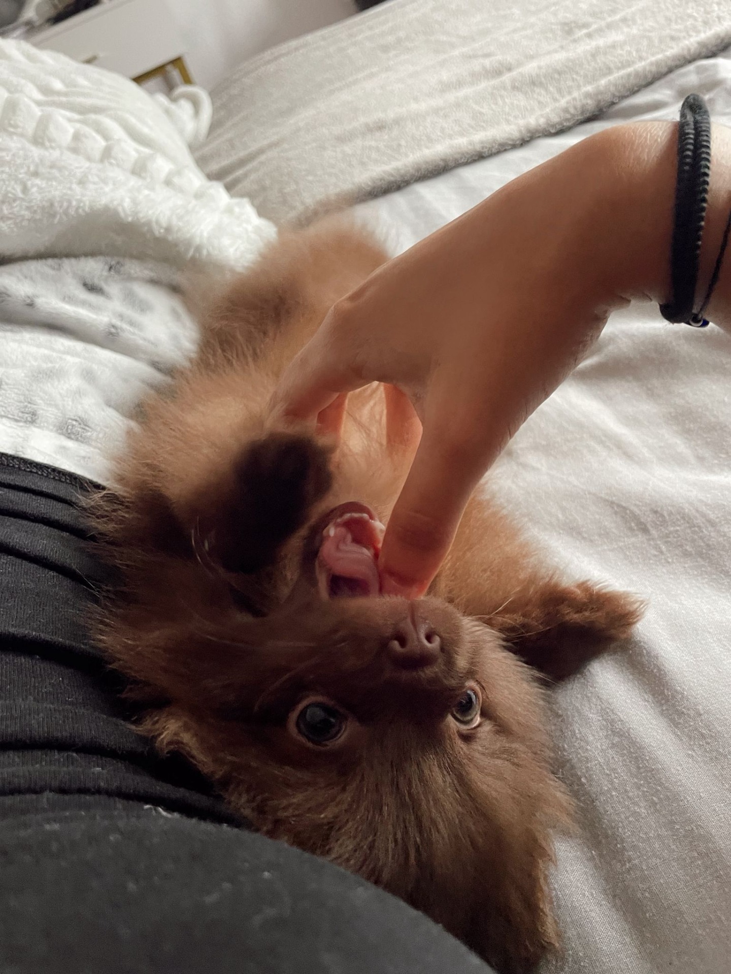 12/04/26.Al principio tengo que admitir que no me fiaba mucho, ya que hoy en día es normal tener dudas en este tipo de situaciones. Pero después de todo el proceso, puedo decir que la experiencia ha sido totalmente positiva.  La entrega del perro fue perfecta, todo muy bien organizado y con mucha profesionalidad. Además, el trato ha sido siempre genial, cercano y atento en todo momento. Lo que más valoro es que, incluso después de la entrega, sigue estando disponible para ayudarme con cualquier duda o necesidad.  Sin duda, una persona de confianza y muy comprometida con el bienestar de los animales. Recomiendo totalmente 😊