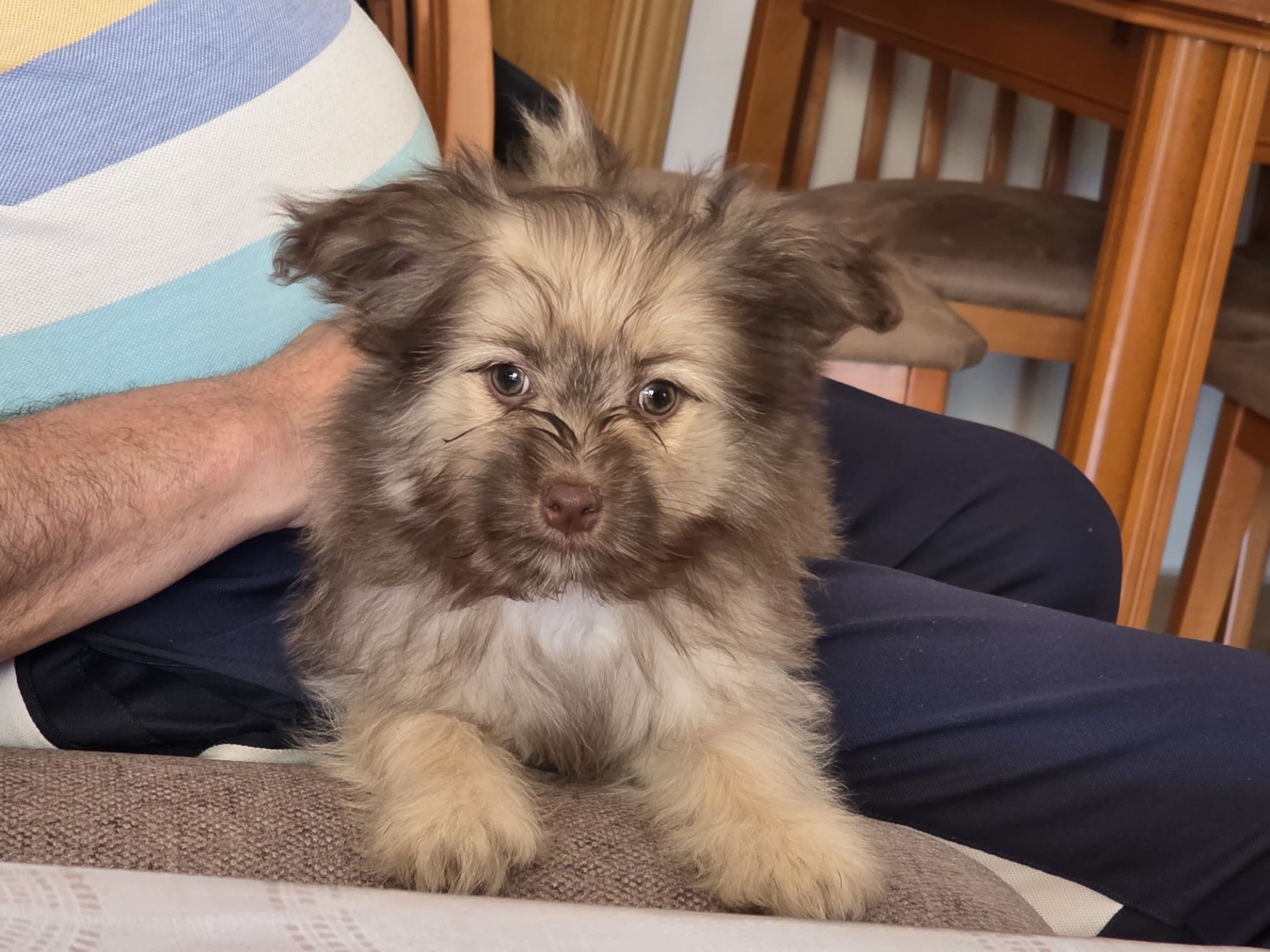 20//04/26.A sido una gran experiencia con Yolanda y en ultima instancia con su familia, me puso las cosas fáciles desde un primer momento explicandolo todo con profesionalidad y sencillez, el perrito, Trosky, que asi le hemos llamado esta super feliz en su nuevo hogar y se entrego en las mejores condiciones posibles, con se cartilla, comida, chuches y su juguete, vamos con la mejor atencion y el mejor cuidado, lo recomiendo 100 x 100 y le doy las gracias a Yolanda por hacerlo posible, después de unos golpes duros en mi familia hemos llenado la casa de alegria