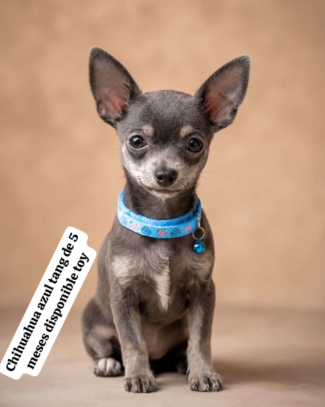 Chihuahua azul tang toy 500€ macho 4mesesy medio.muy chico
