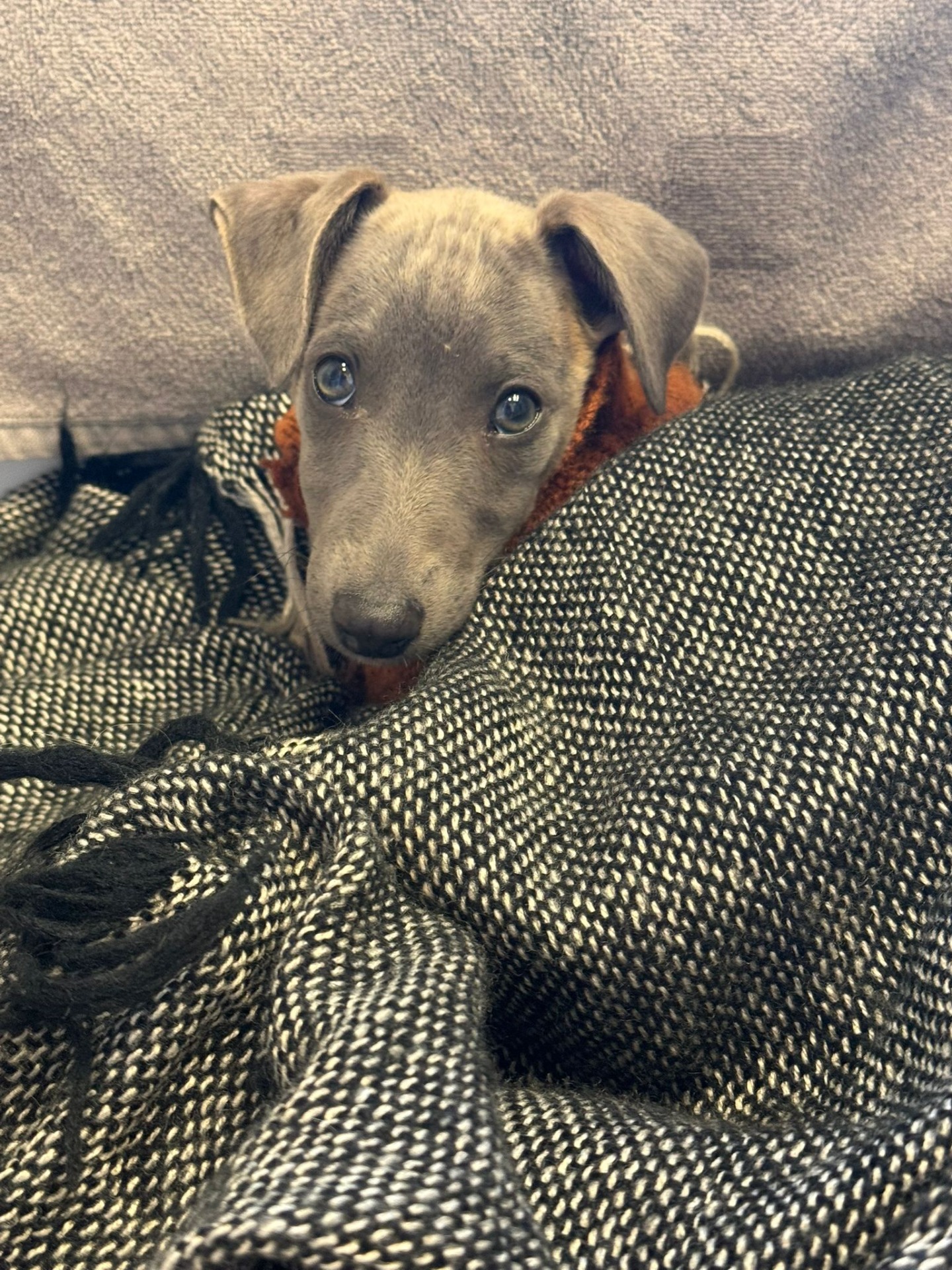 19/05/2026. Fuimos a recoger el jueves pasado a Córdoba con mucha ilusión a nuestra nueva perrita. Un precioso cachorrito de Whippet azul atigrado criado por Valhalaanimal y la experiencia ha sido aún mejor de lo esperado. Yolanda nos acercó a la cachorrita al tren y nos volvimos a Madrid con ella. La cachorrita es un encanto. Se ha adaptado perfectamente, está sanita y contenta desde el primer día y se ve que ha recibido muy buena crianza. Además Yolanda sigue atenta a cualquier duda que pueda surgirnos con respecto a su cuidado y salud. Gracias!!!