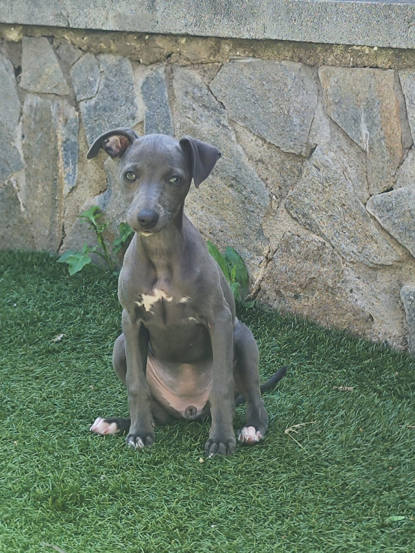 20/05/2026.Estoy muy contenta con el Centro canino Valhalla, en especial con Yolanda que me ha ayudado en todo para poder recoger a Freya, la reina de mi casa, una cachorrita totalmente socializada que ha llenado mi casa con mucho cariño, una compañera de vida. Con Yolanda puedes resolver cualquier duda que puedas tener durante todo el proceso y después cuando ya estás en casa preguntarle lo que necesites. Desde un principio con su cariño y cercanía te da la confianza que necesitas para no dudar de su profesionalidad. Muchas gracias Yolanda por todo, ha sido un placer tratar contigo.