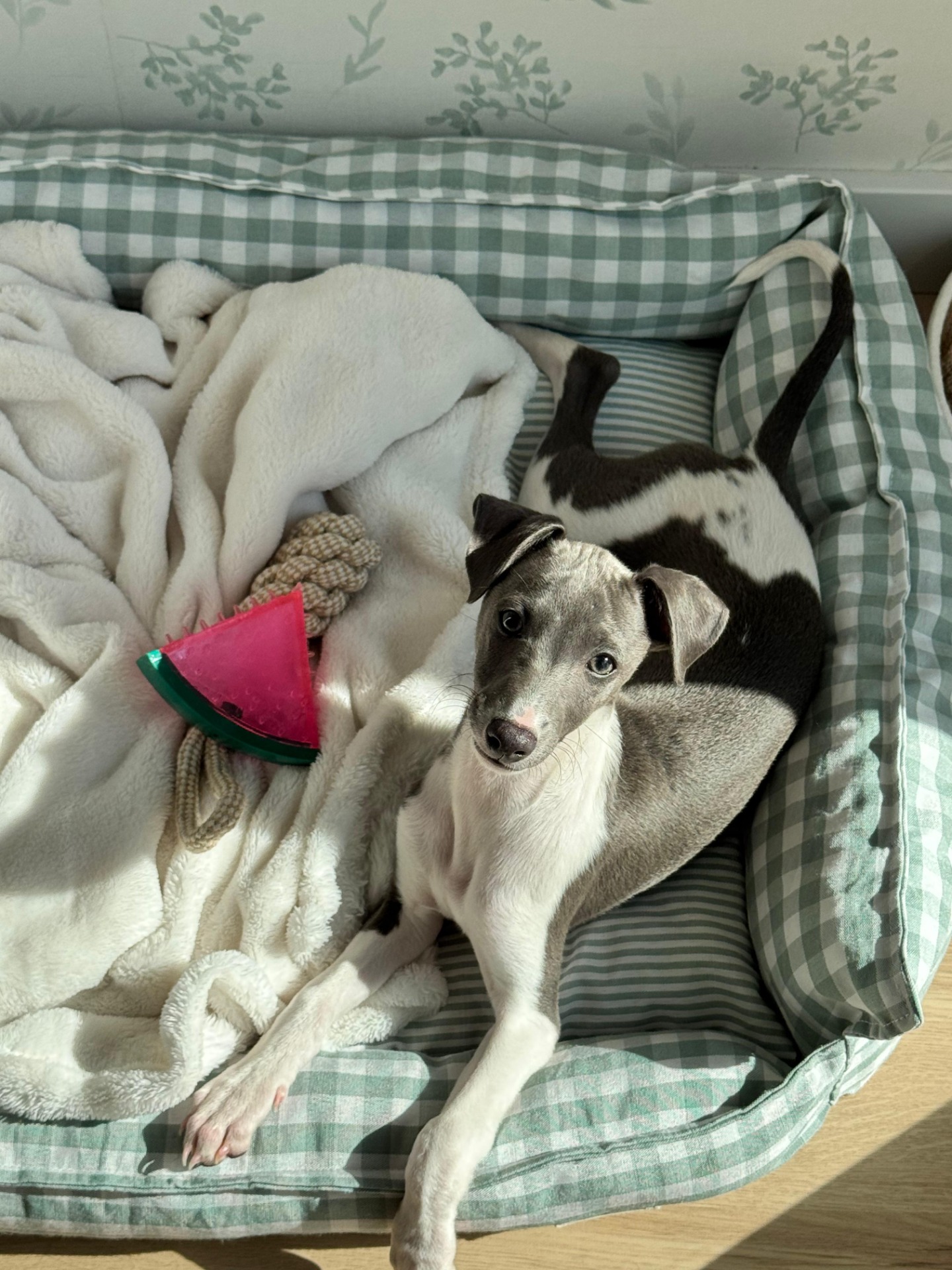 Estamos súper contentos con Yolanda y como cuida a los perritos.
A pesar de estar con problemas de salud, nos ha atendido en todo momento.
Te envía vídeos de los perritos y de las visitas al veterinario.
Además, por distancia y temas personales no pudimos ir a buscarlo, y reservamos el transporte con su empresa de confianza. Todo un acierto también. Muy profesionales.
Nuestro cachorrito está perfecto, no podemos estar más contentos con él. Millones de gracias 🥰🤍