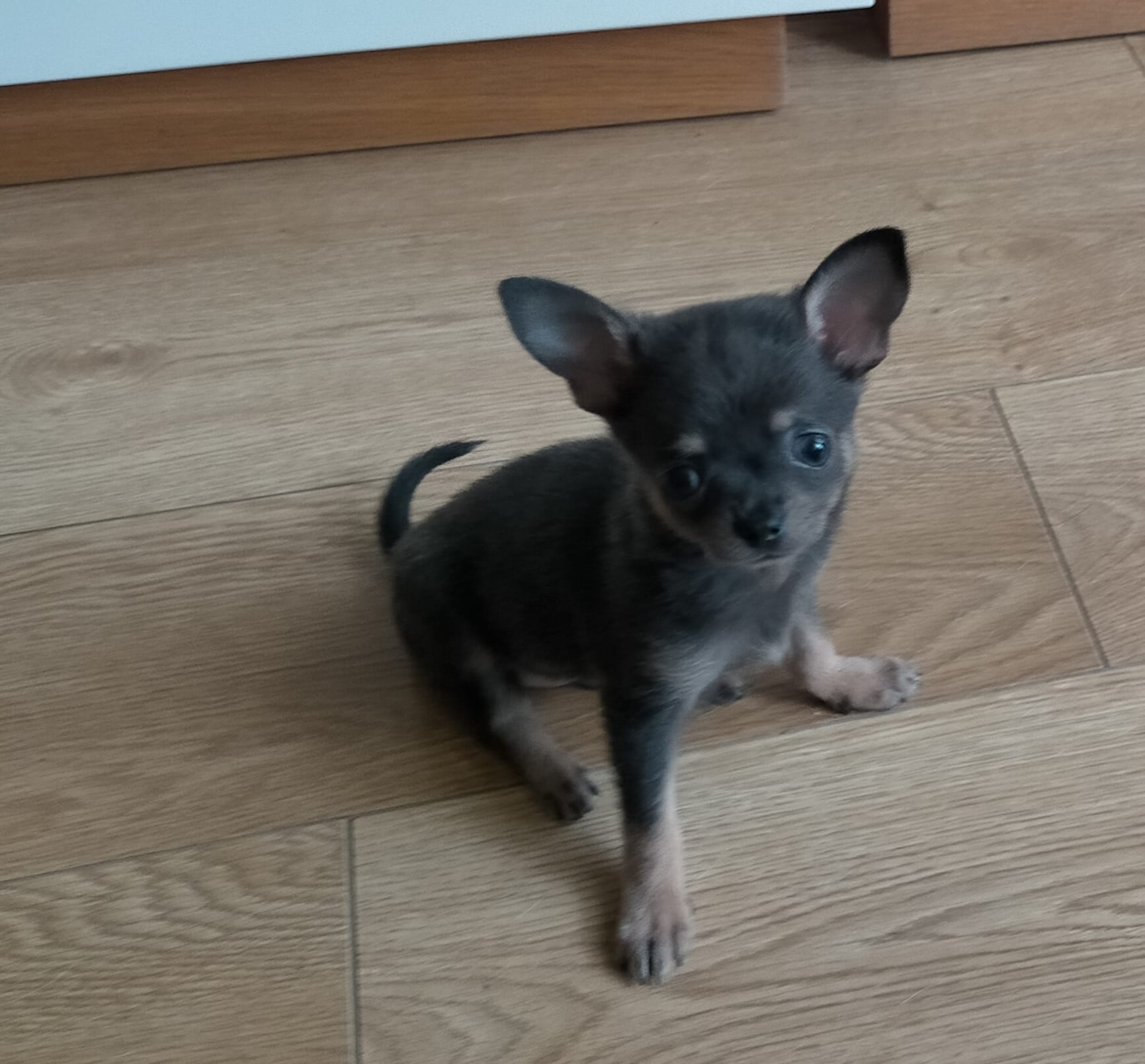 24/05/2026 Hemos recibido a nuestra Pomchi ,es PRECIOSA , SÚPER SOCIABLE Y MUY JUGUETONA . Al principio ,me ganó más Yolanda que la perrita 😃,la responsabilidad ,entrega y cariño es palpable desde primera comunicación .La perrita se nota criada en un ambiente familiar y lleno de cariño y también nos recomendó a la empresa que nos la trajo desde Córdoba a Galicia ,impecable todo .Encantada con todo el proceso ,sin duda ,Yolanda ya será como parte de la familia❤️